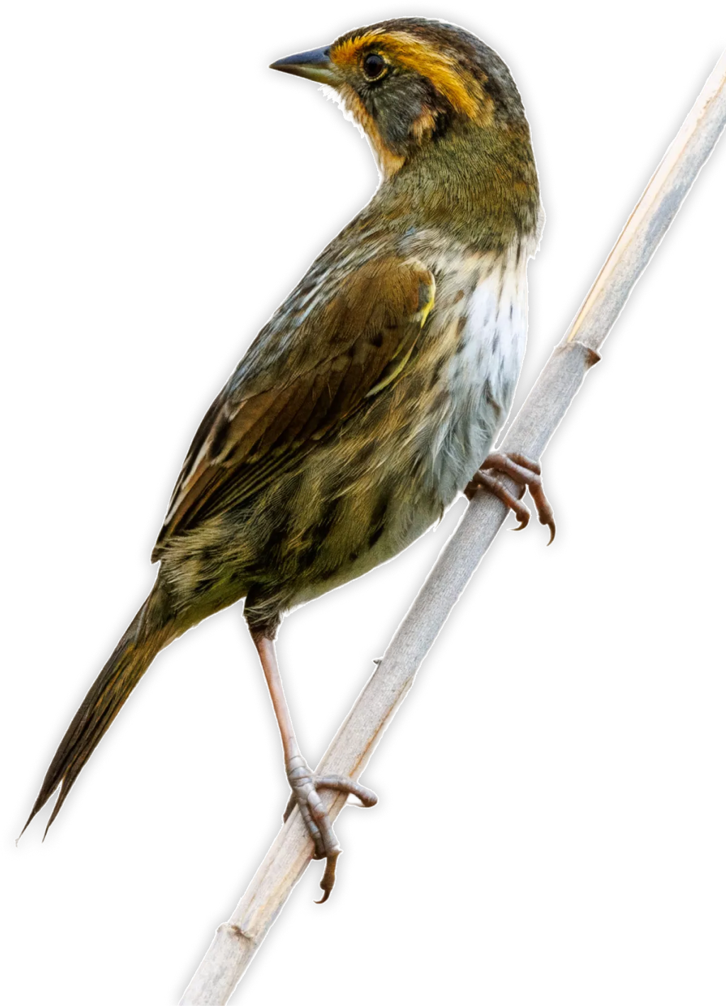 Saltmarsh Sparrow