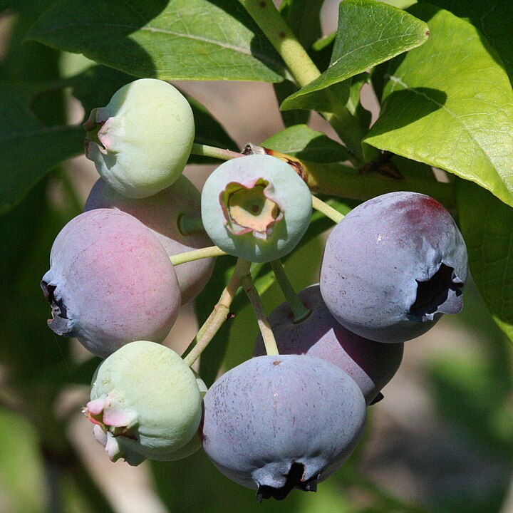 Highbush Blueberry — Fruit-and-Foliage Combo | The Connecticut Audubon ...