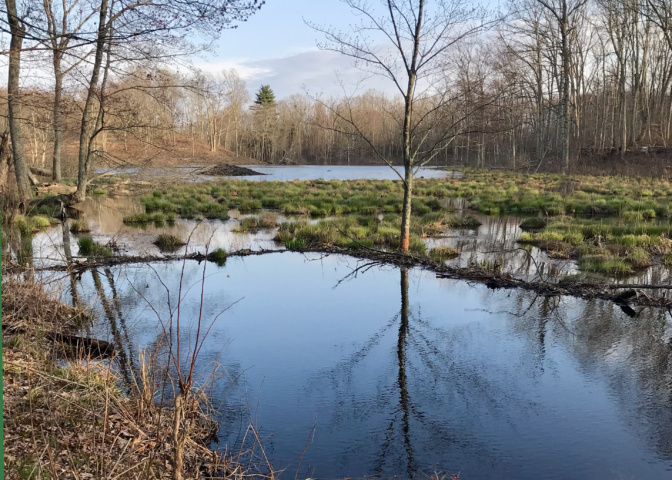 Pond in early spring