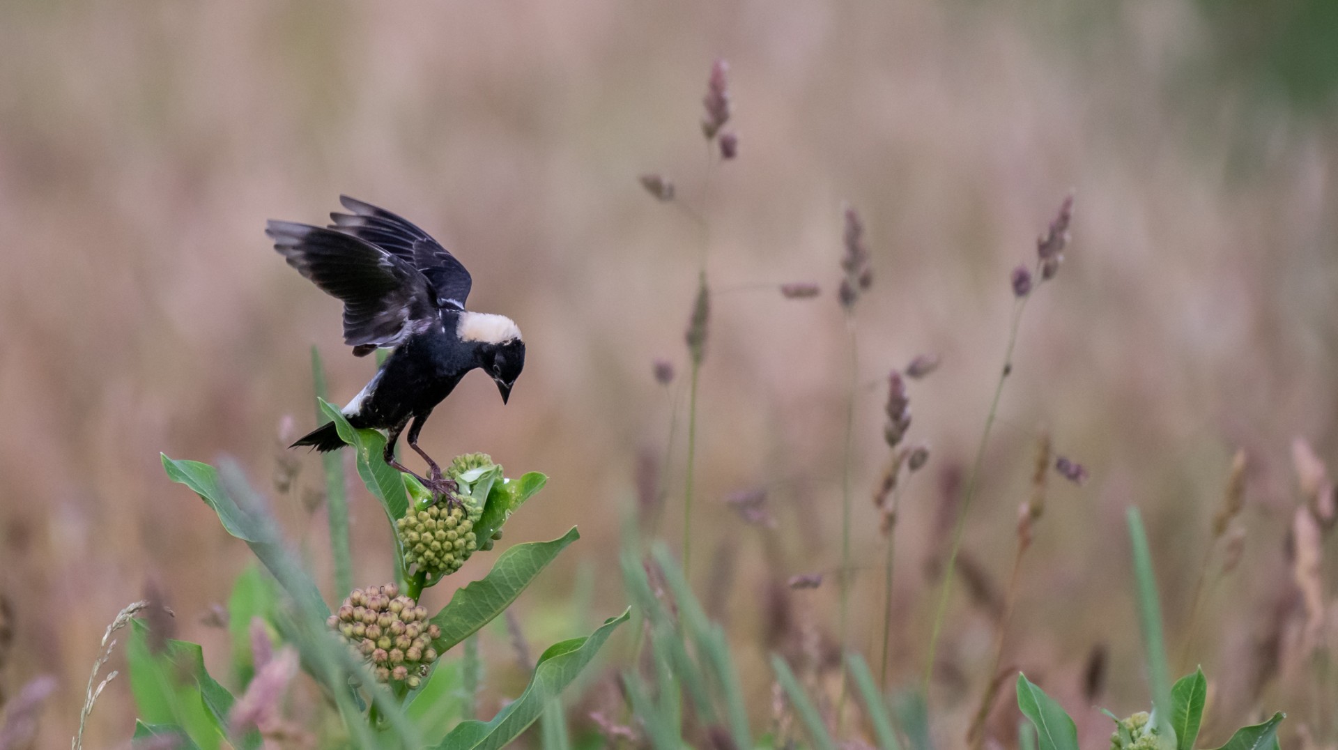 Bobolink