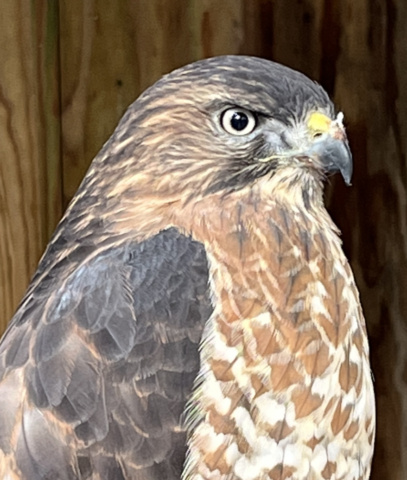 We’re delighted to announce the Center’s Birds of Prey renovations are completed! 