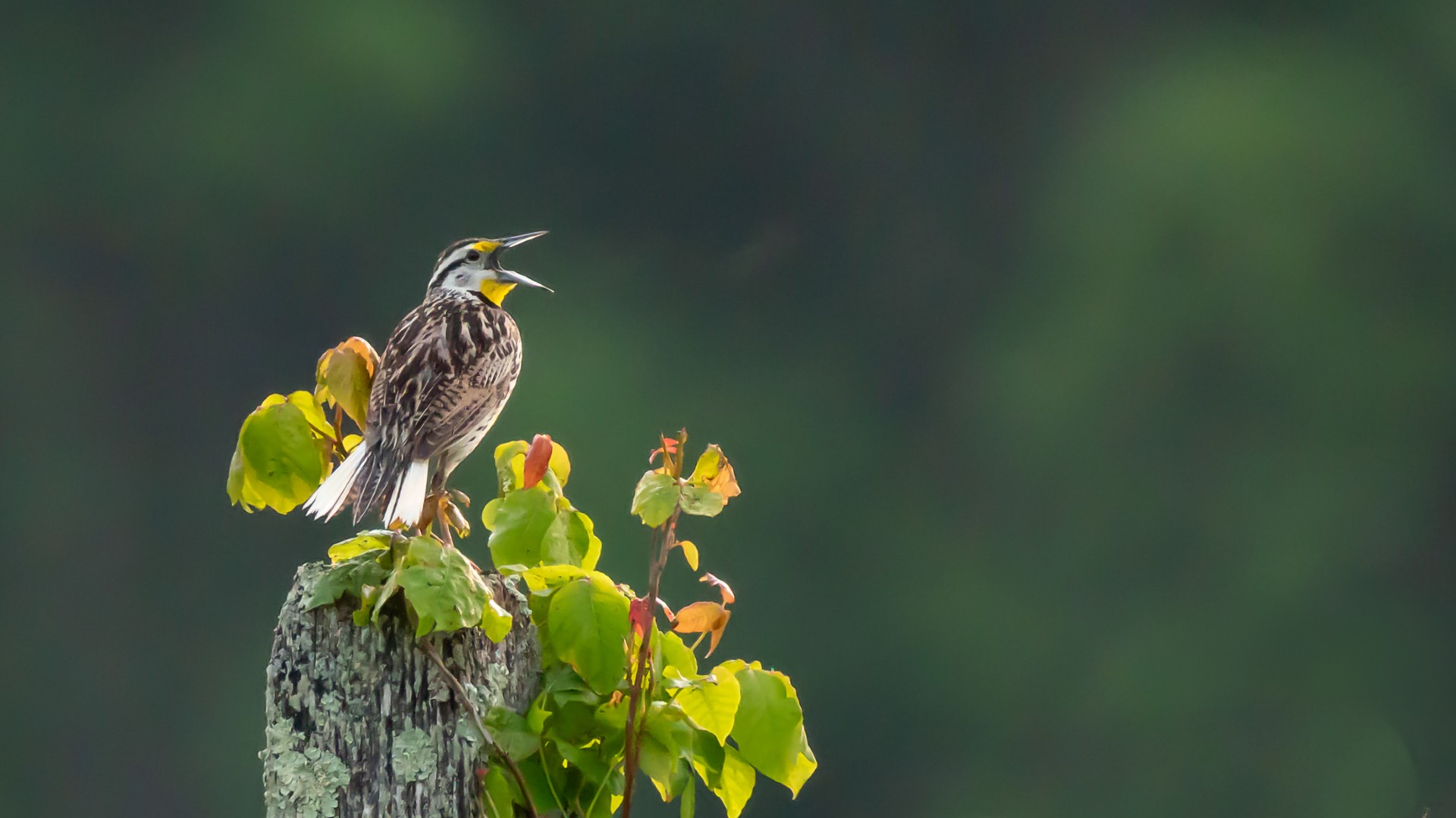 Meadowlark singing