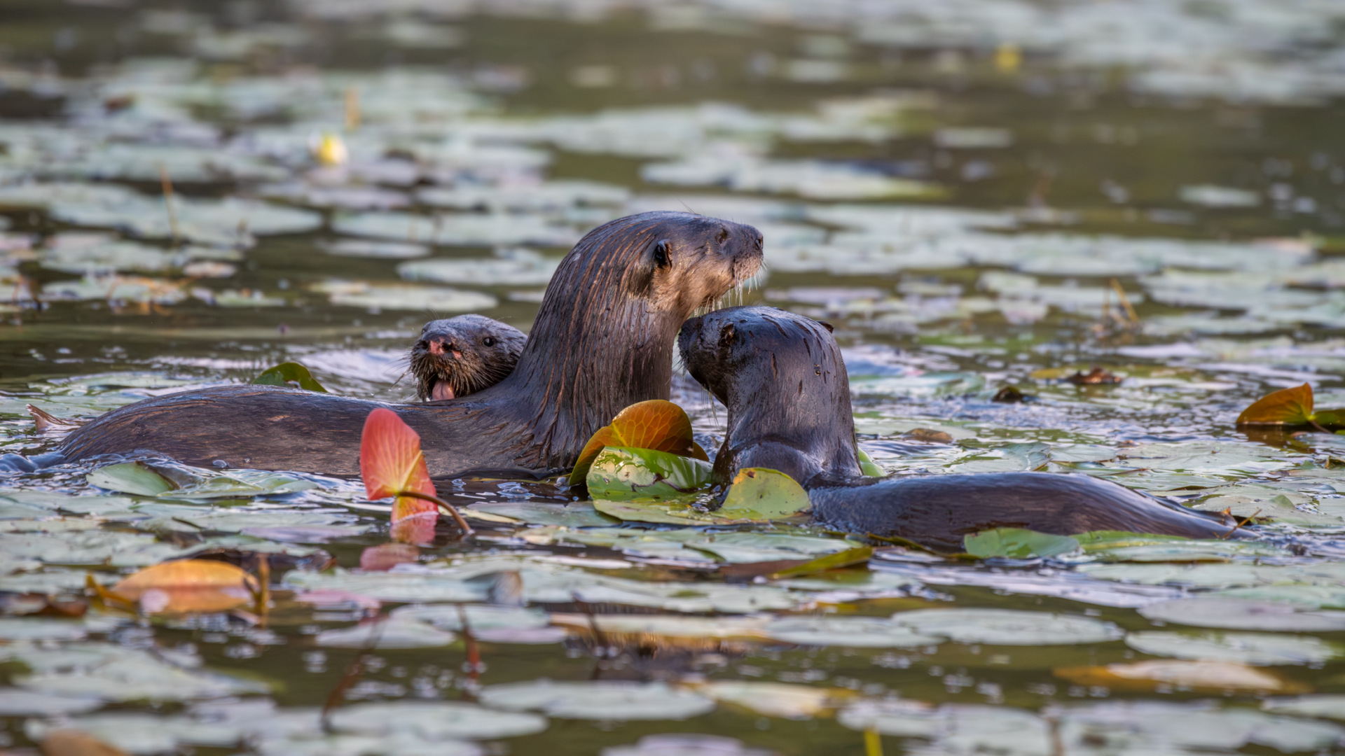 Otter playing in lily pads