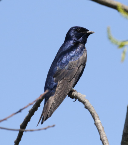 Adopt a Purple Martin Gourd!