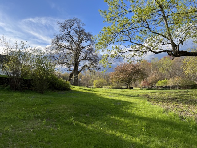 spring lawn