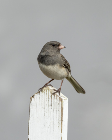The Birds of Bafflin Sanctuary