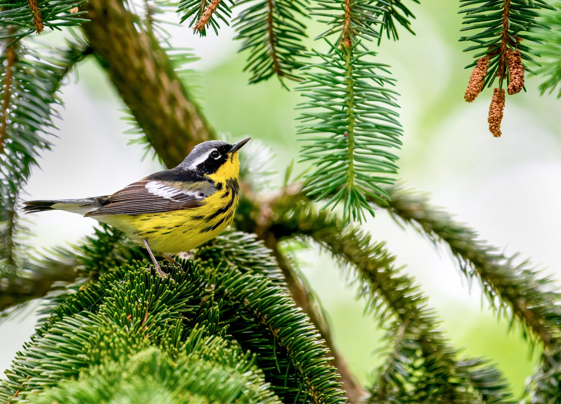 Magnolia Warbler