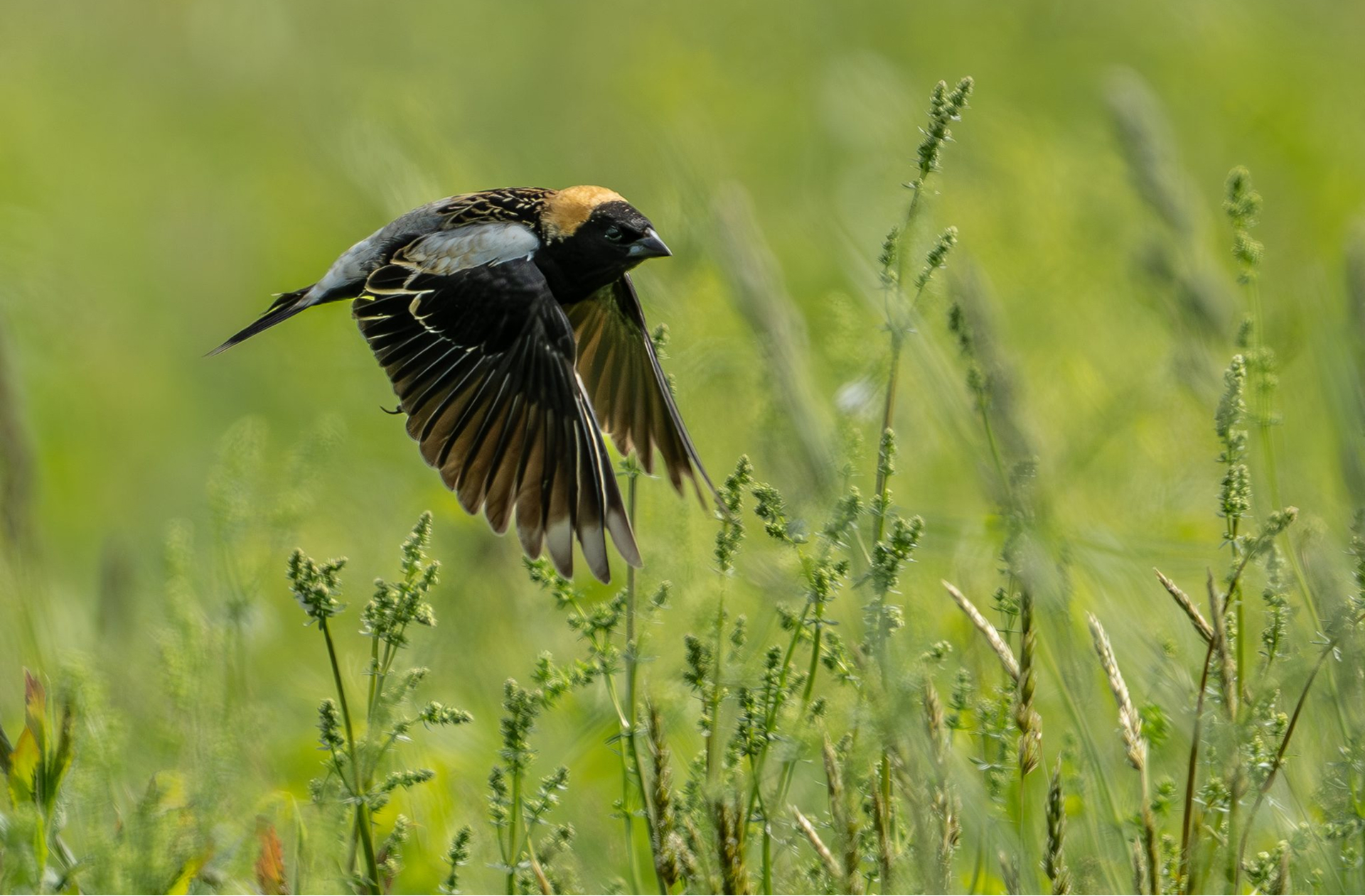 Bobolink