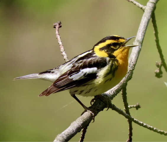 Blackburnian Warbler