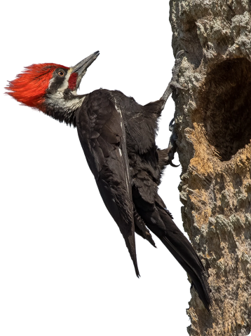 Bird of the Year: The Pileated Woodpecker