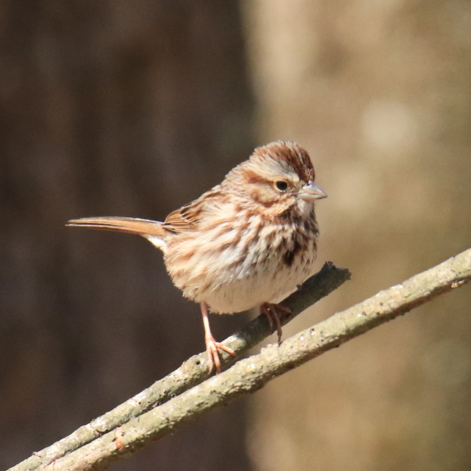 Song Sparrow Photo by Linda Miller