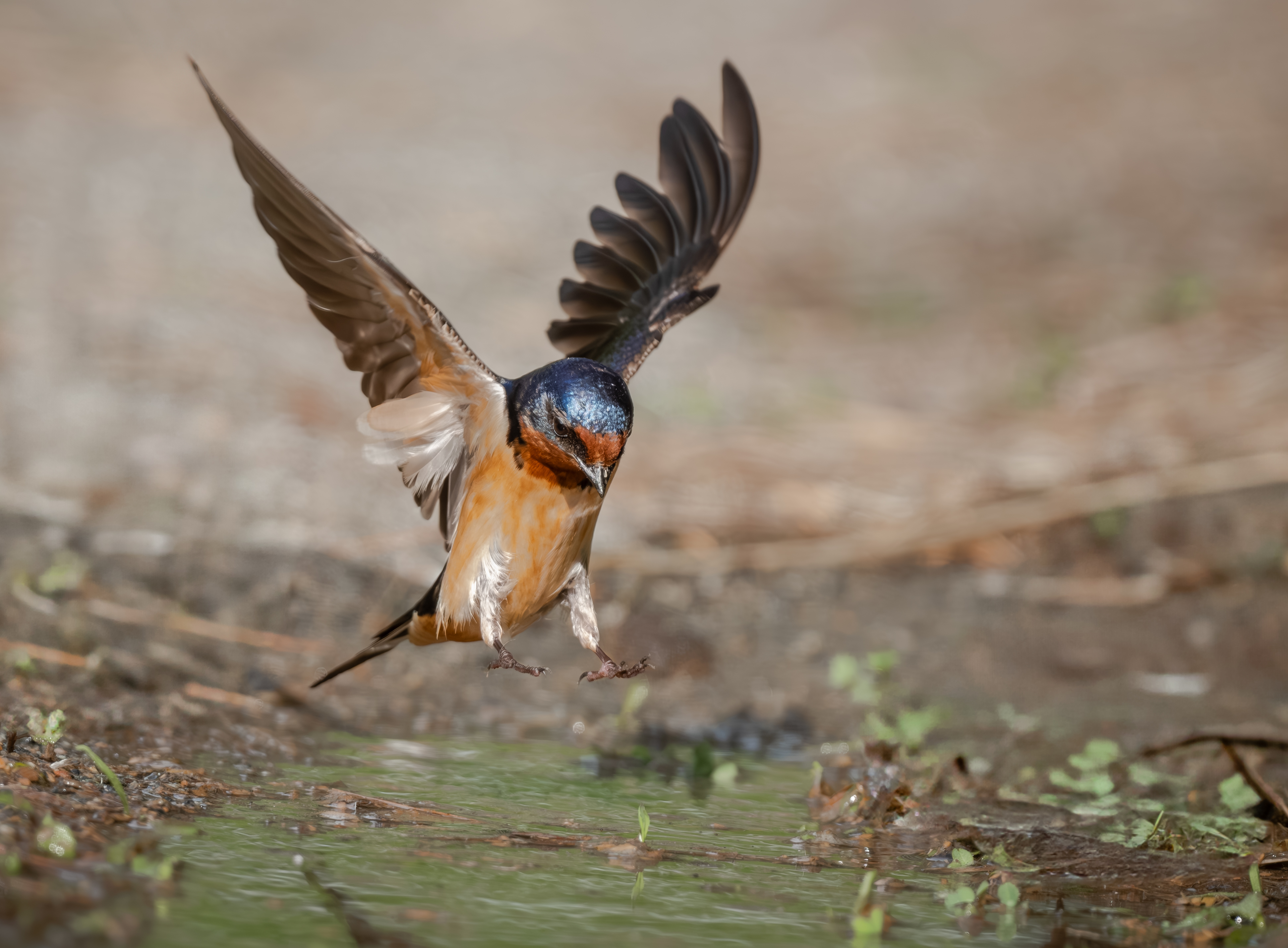 Amy Porter - Barn Swallow