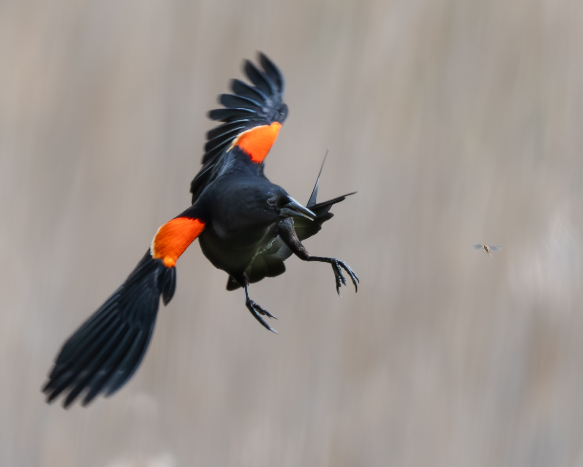Amy Porter - Red-winged Blackbird
