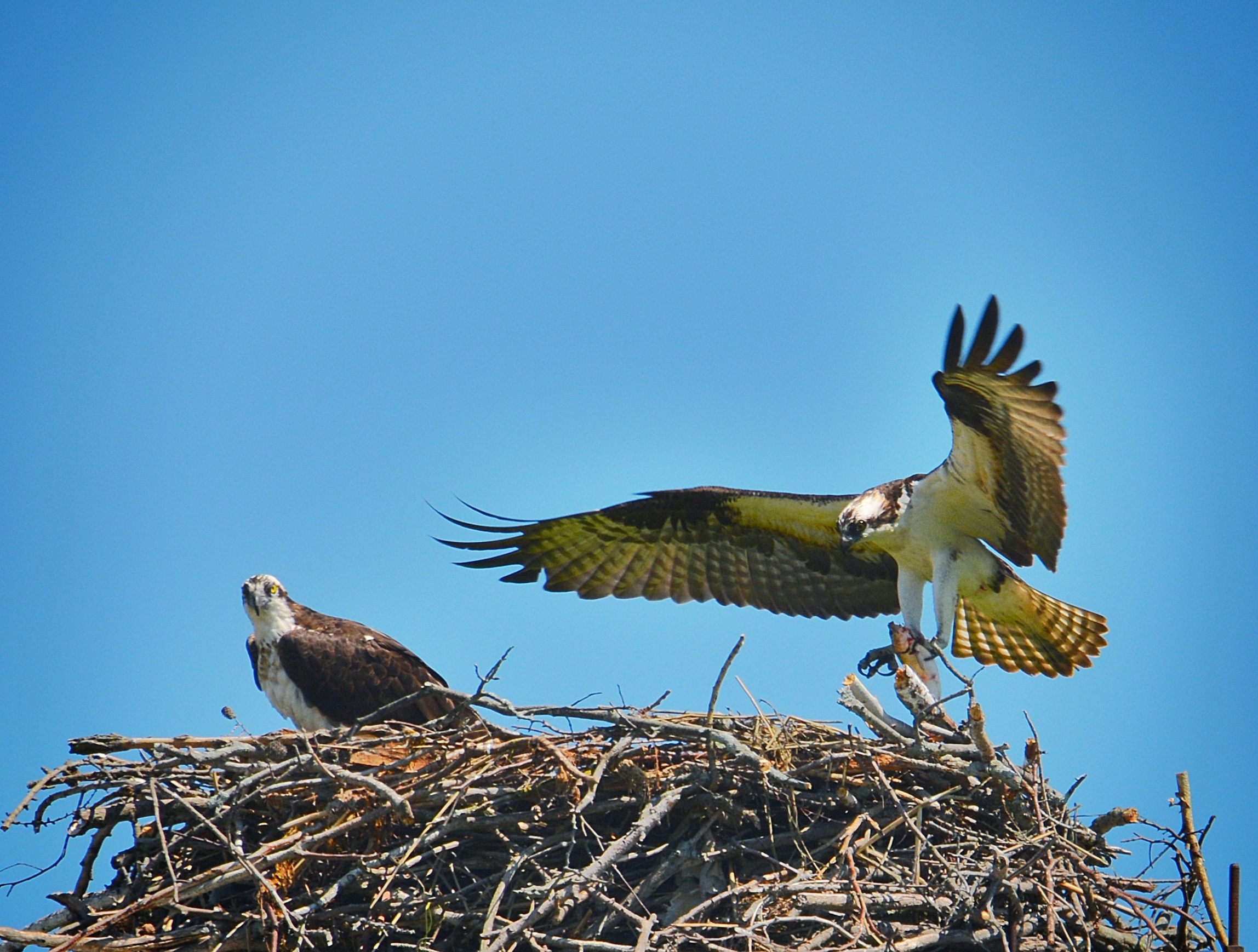 Ospreys in Fairfield. Photo courtesy of Anastasia Zinkerman.
