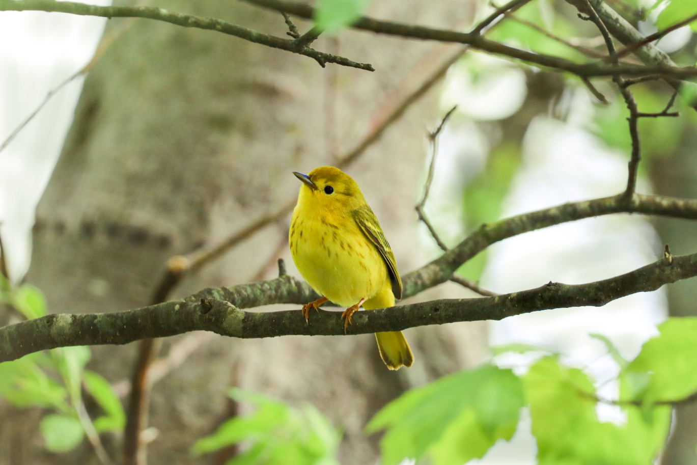 Ashley Cumberledge - Yellow Warbler