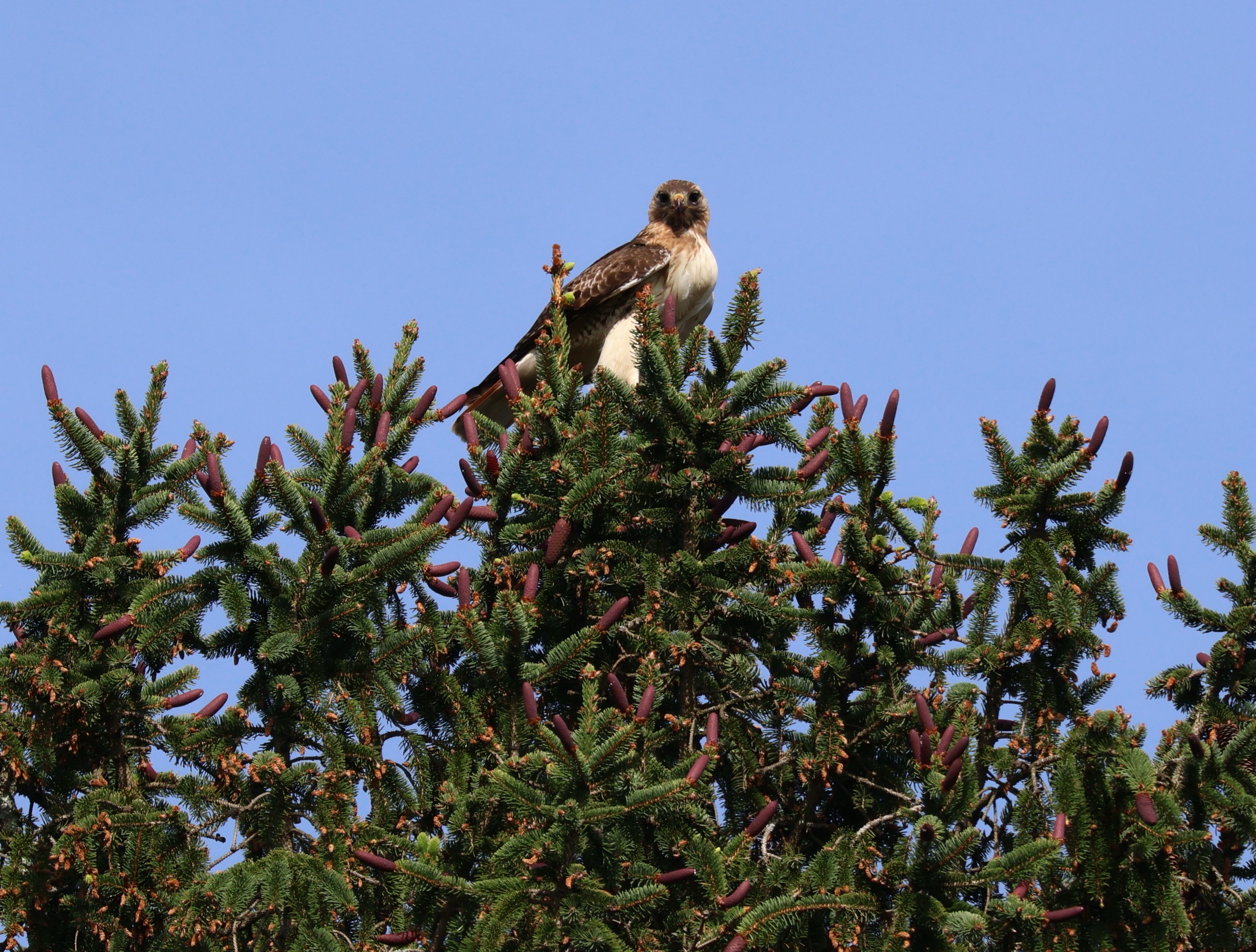Ava Burns - Red-tailed Hawk