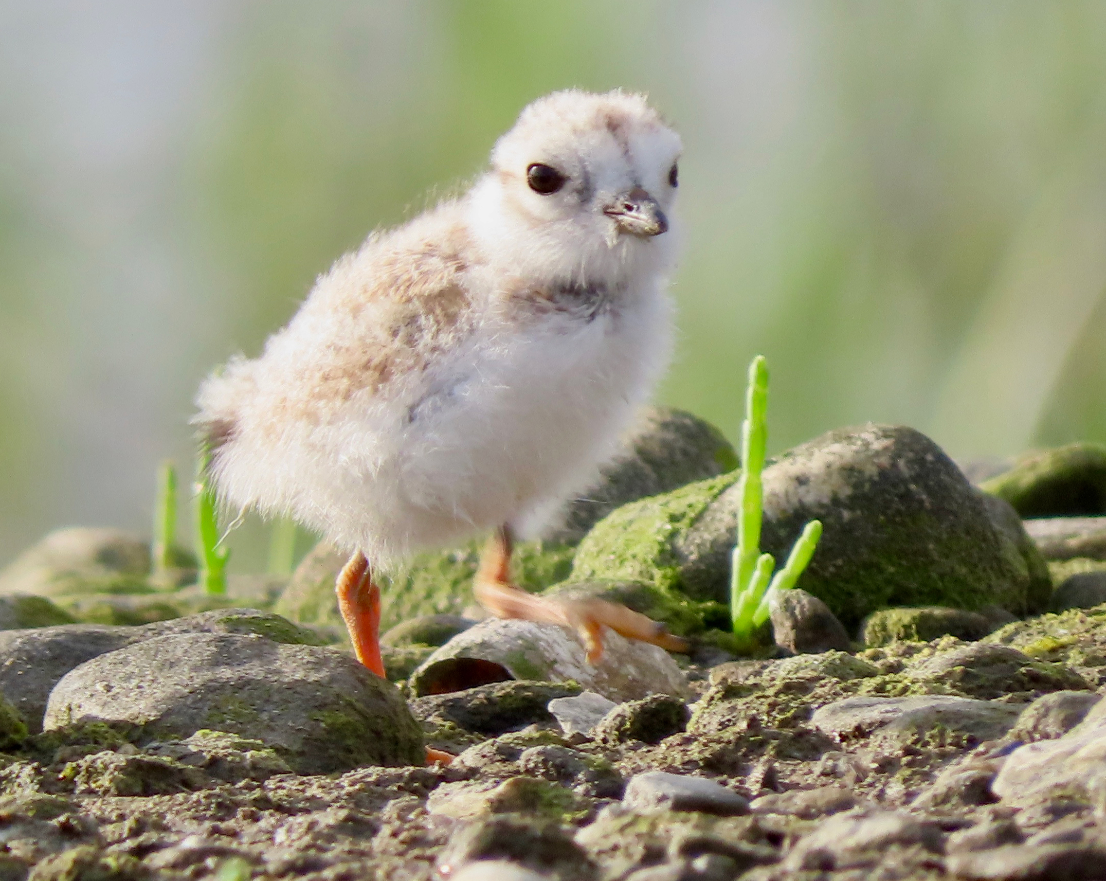 Baby Piping Plover