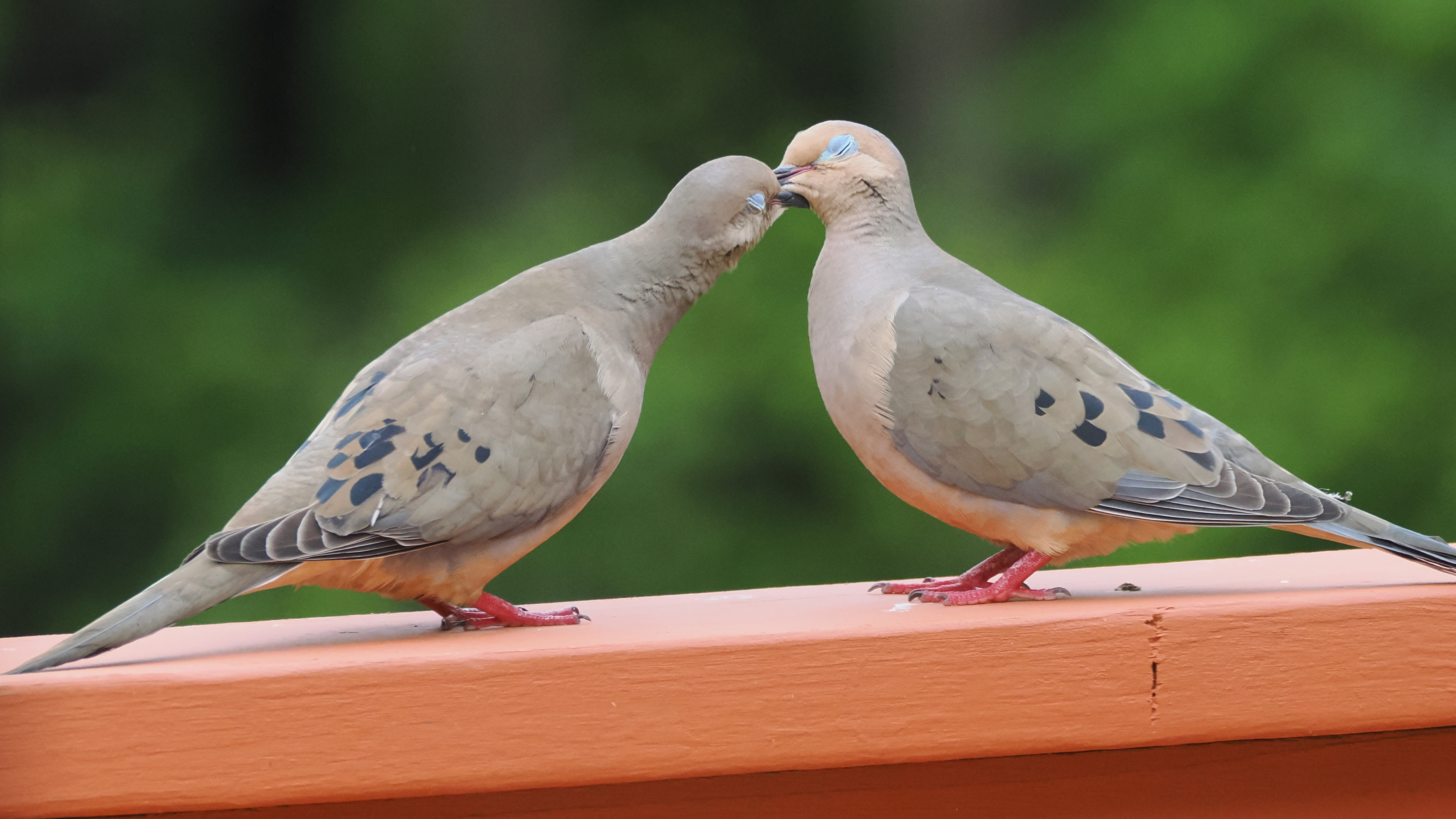 Balint Toth - Mourning Doves