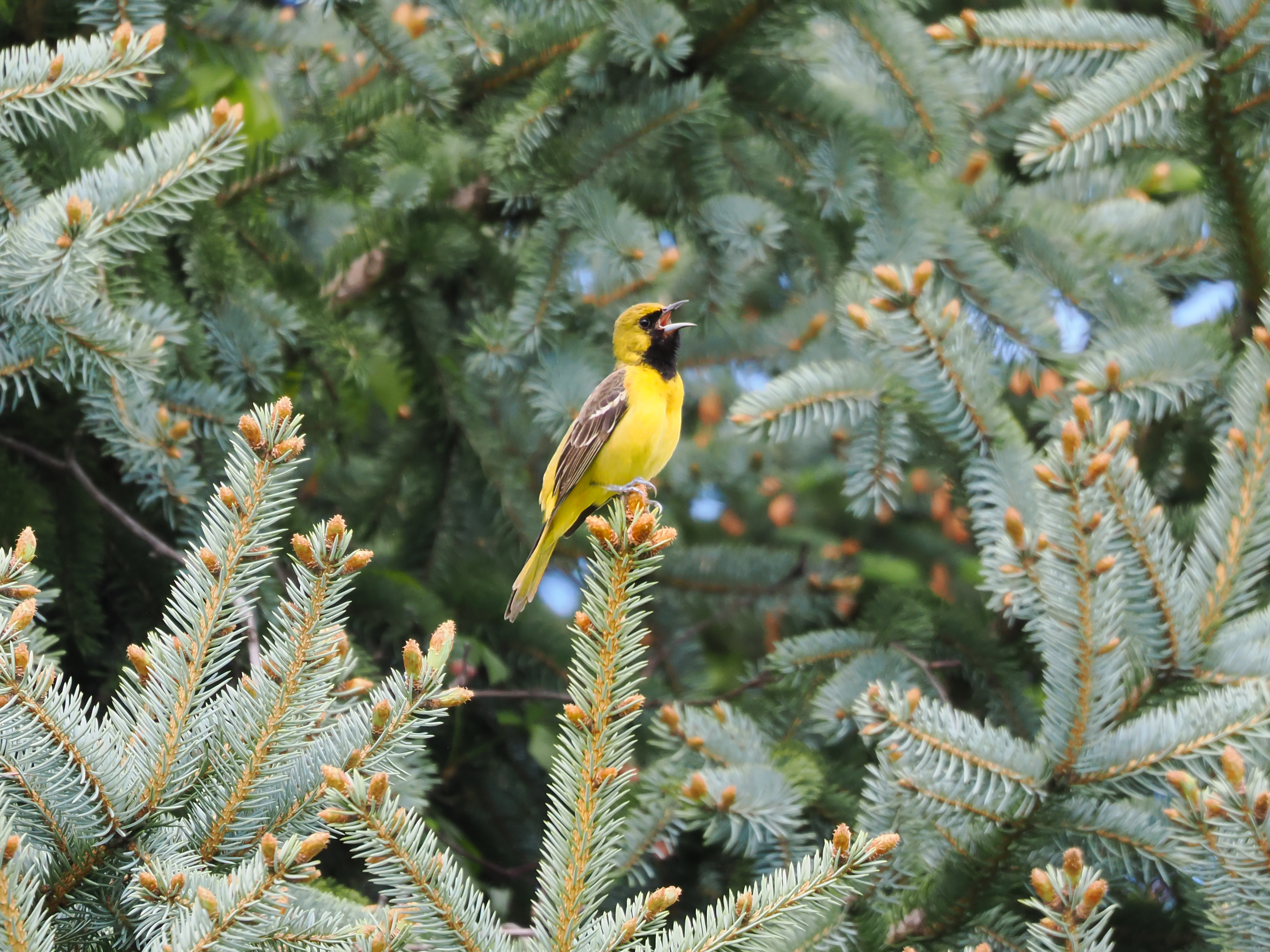 Balint Toth - Orchard Oriole