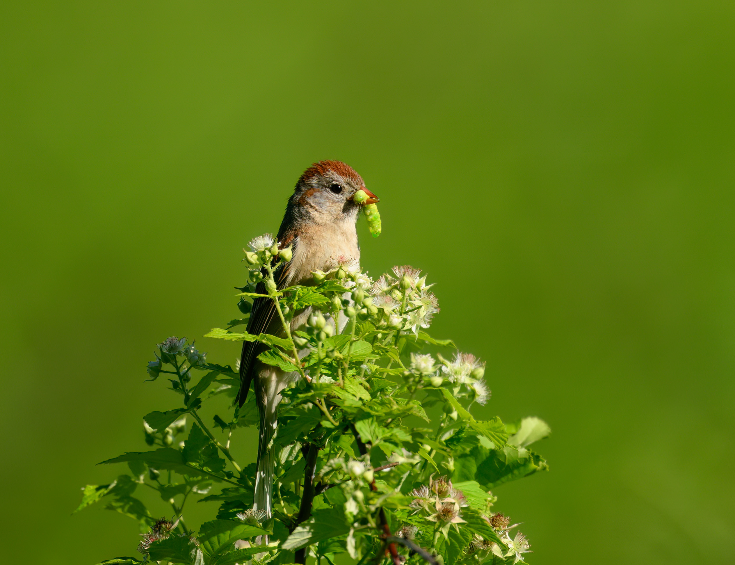 Barbara Scavotto - Field Sparrow