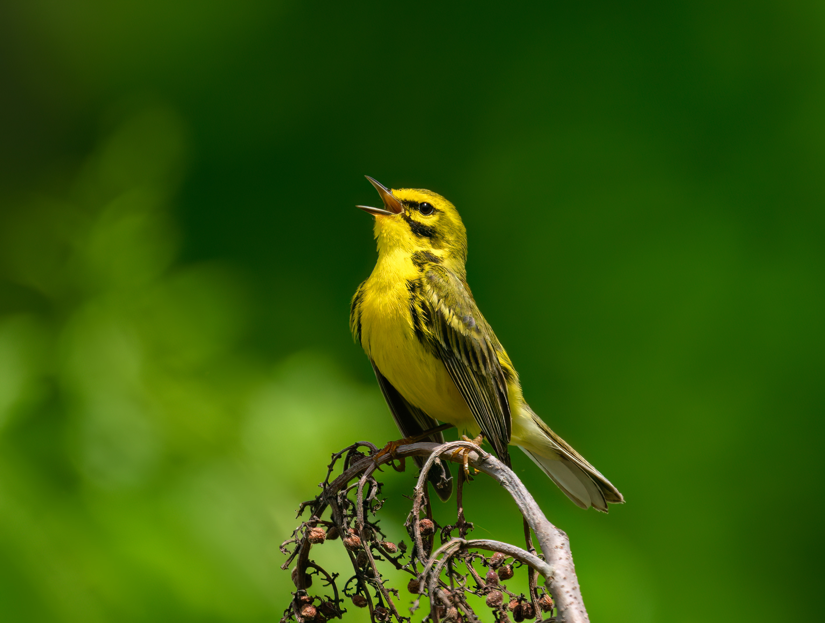 Barbara Scavotto - Prarie Warbler