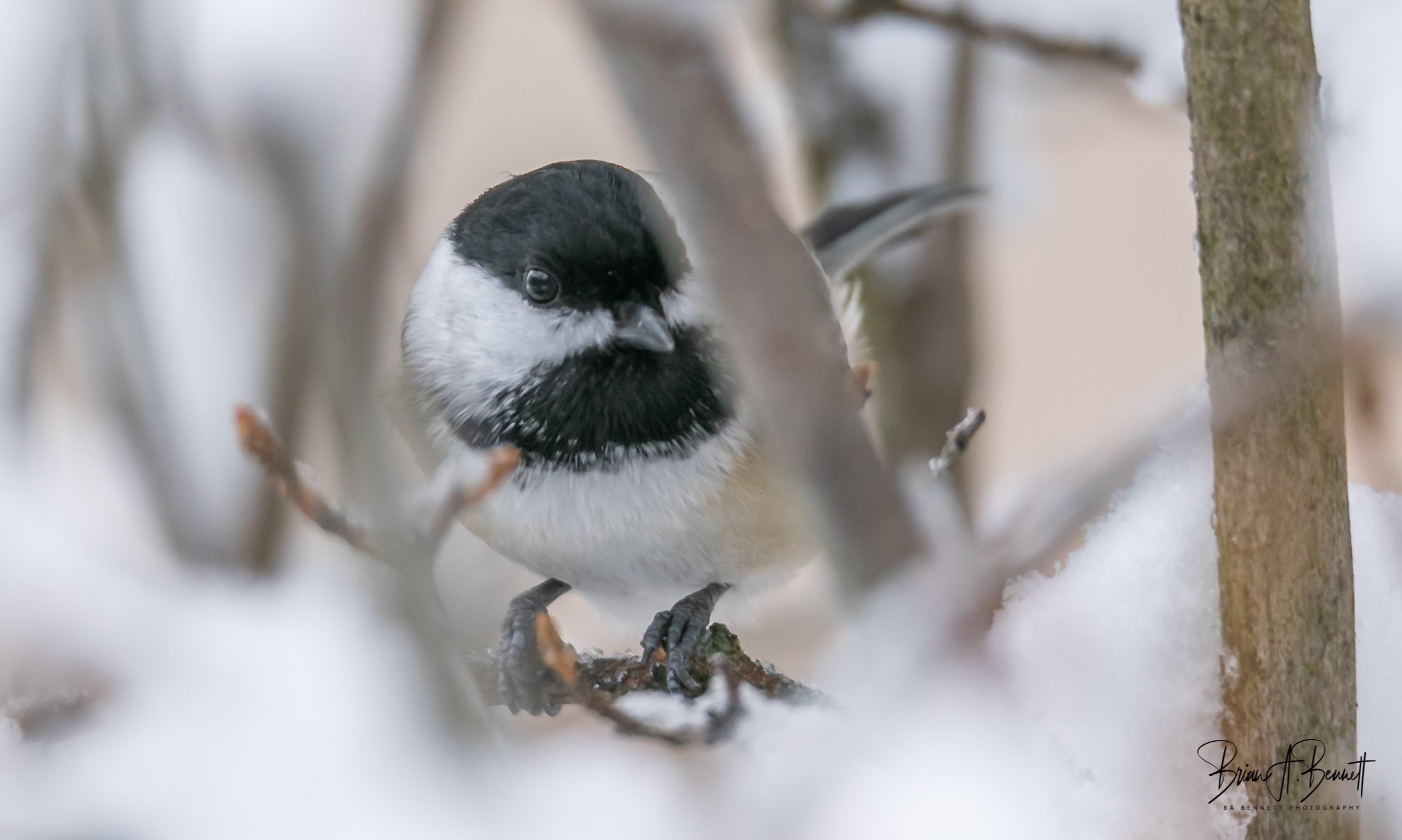 Black-capped Chickadee by Brian Bennett