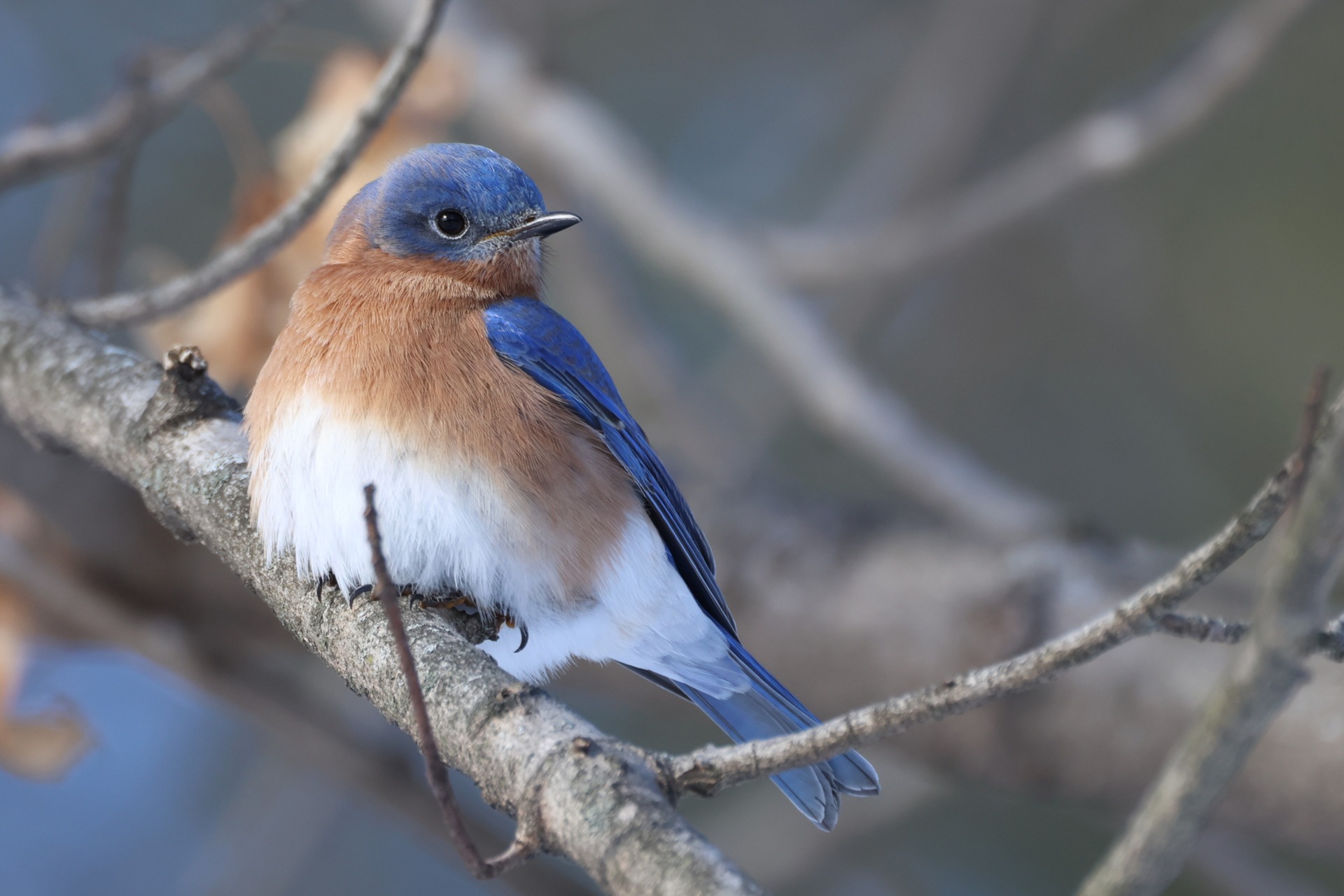 Bluebird