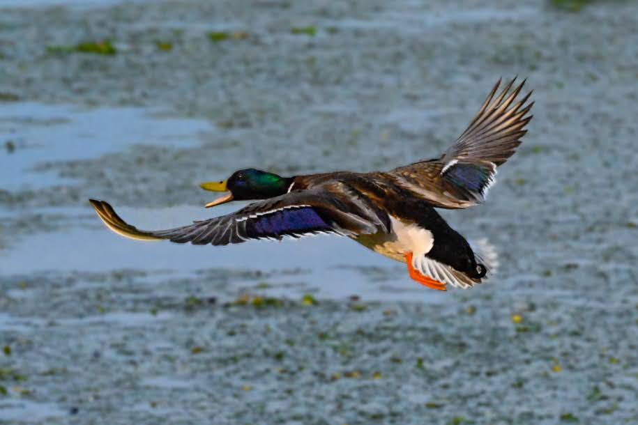 Brian Willet - Mallard