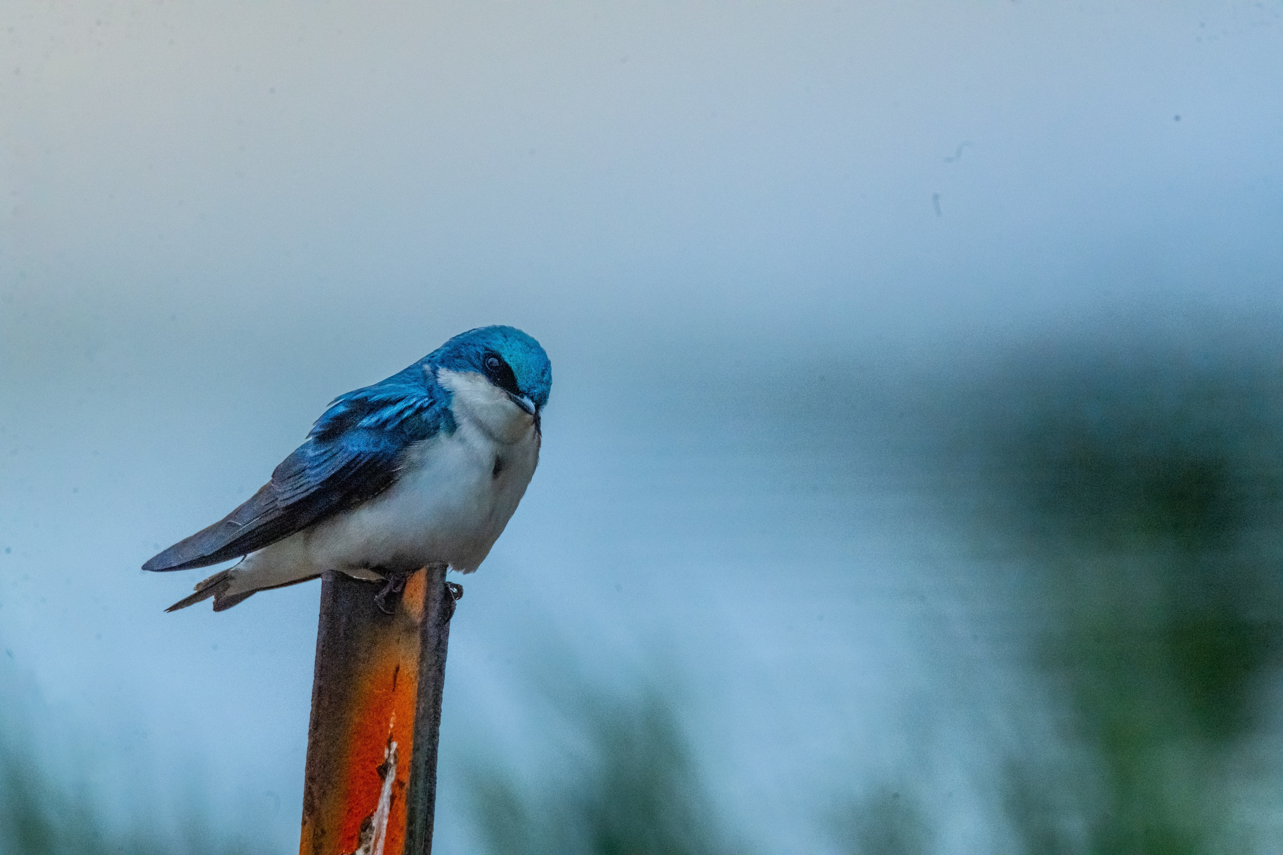 Brian Willet - Tree Swallow