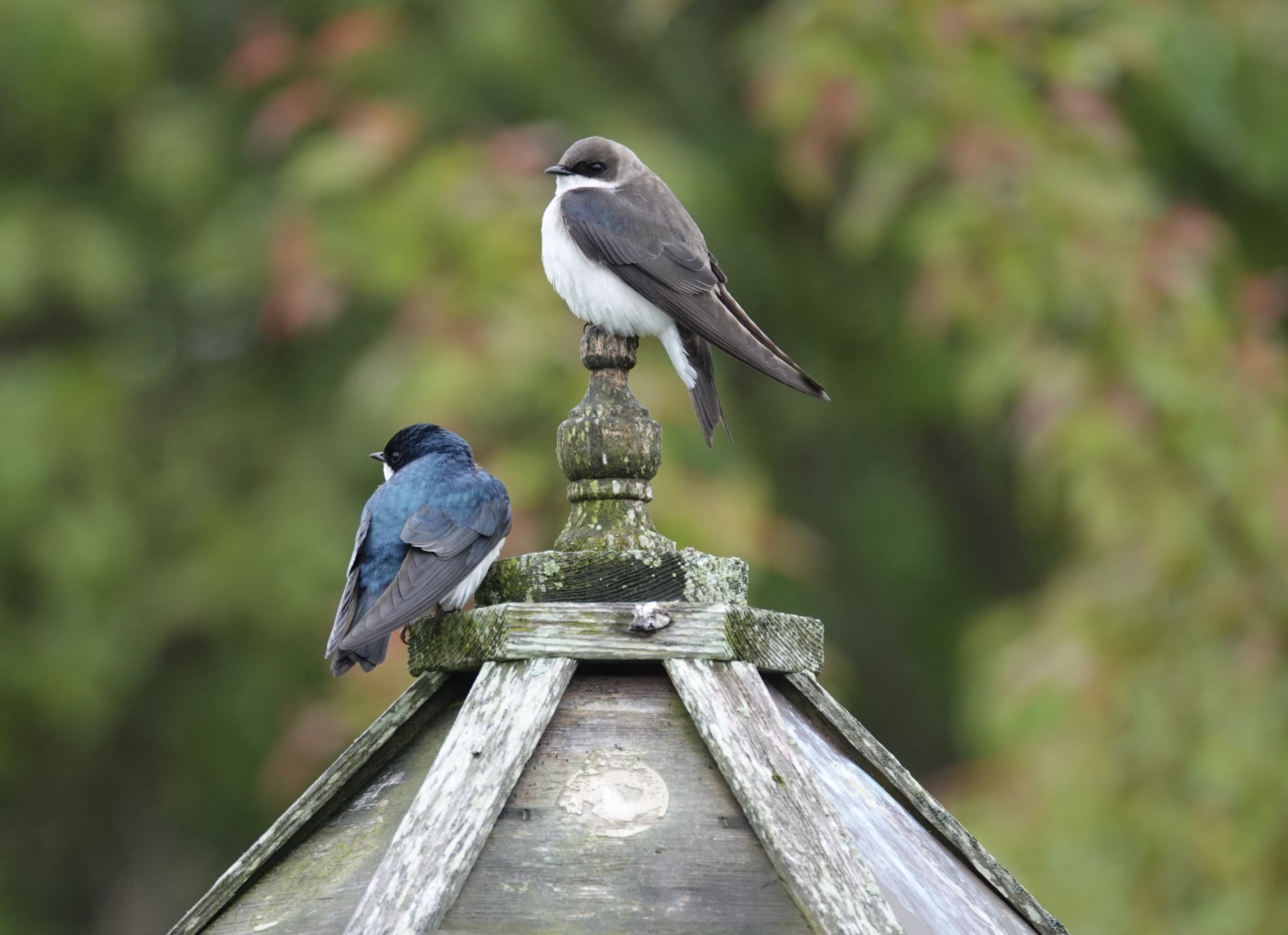 Carol Skog - Tree Swallows