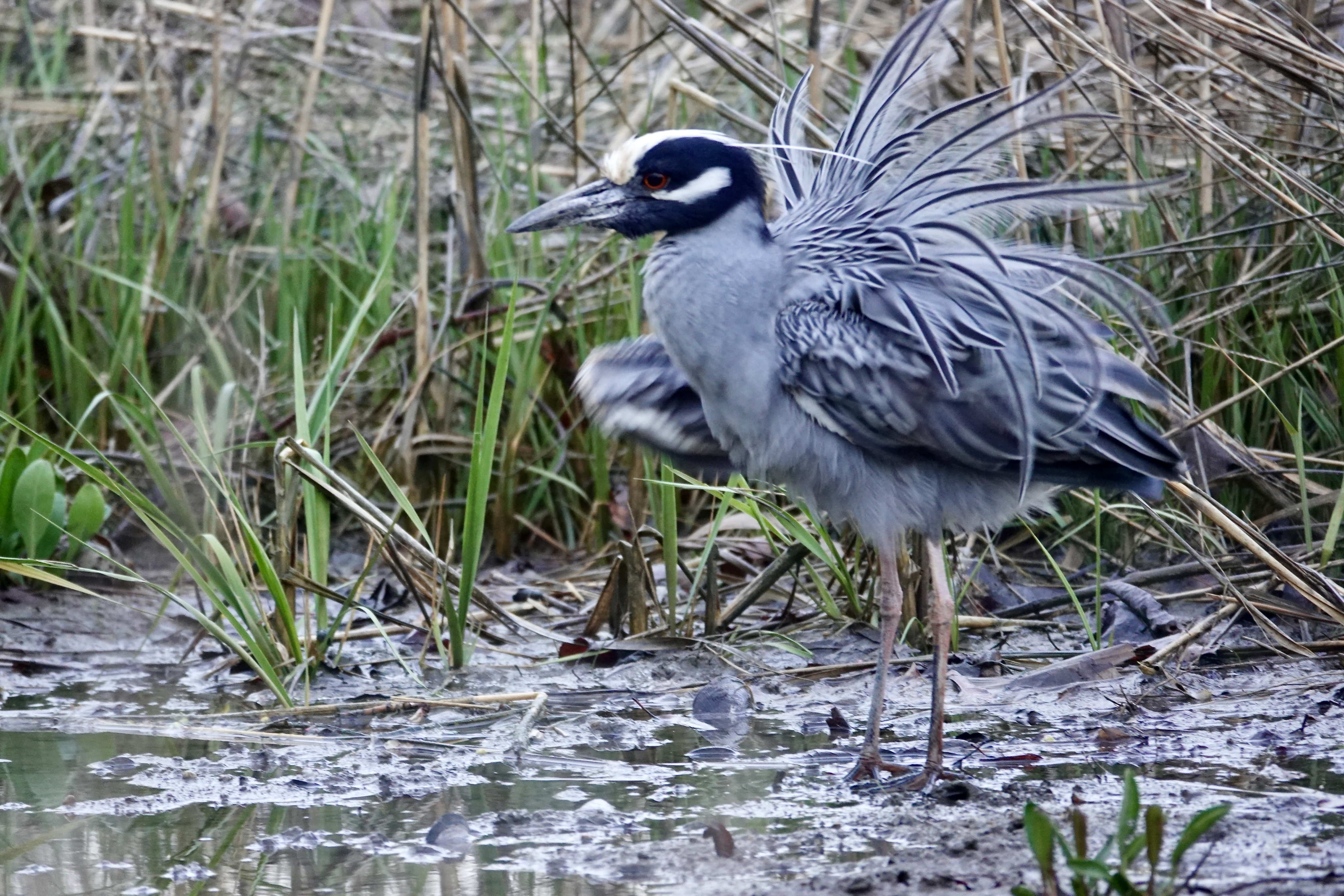 Carol Skog - Yellow-crowned Night Heron