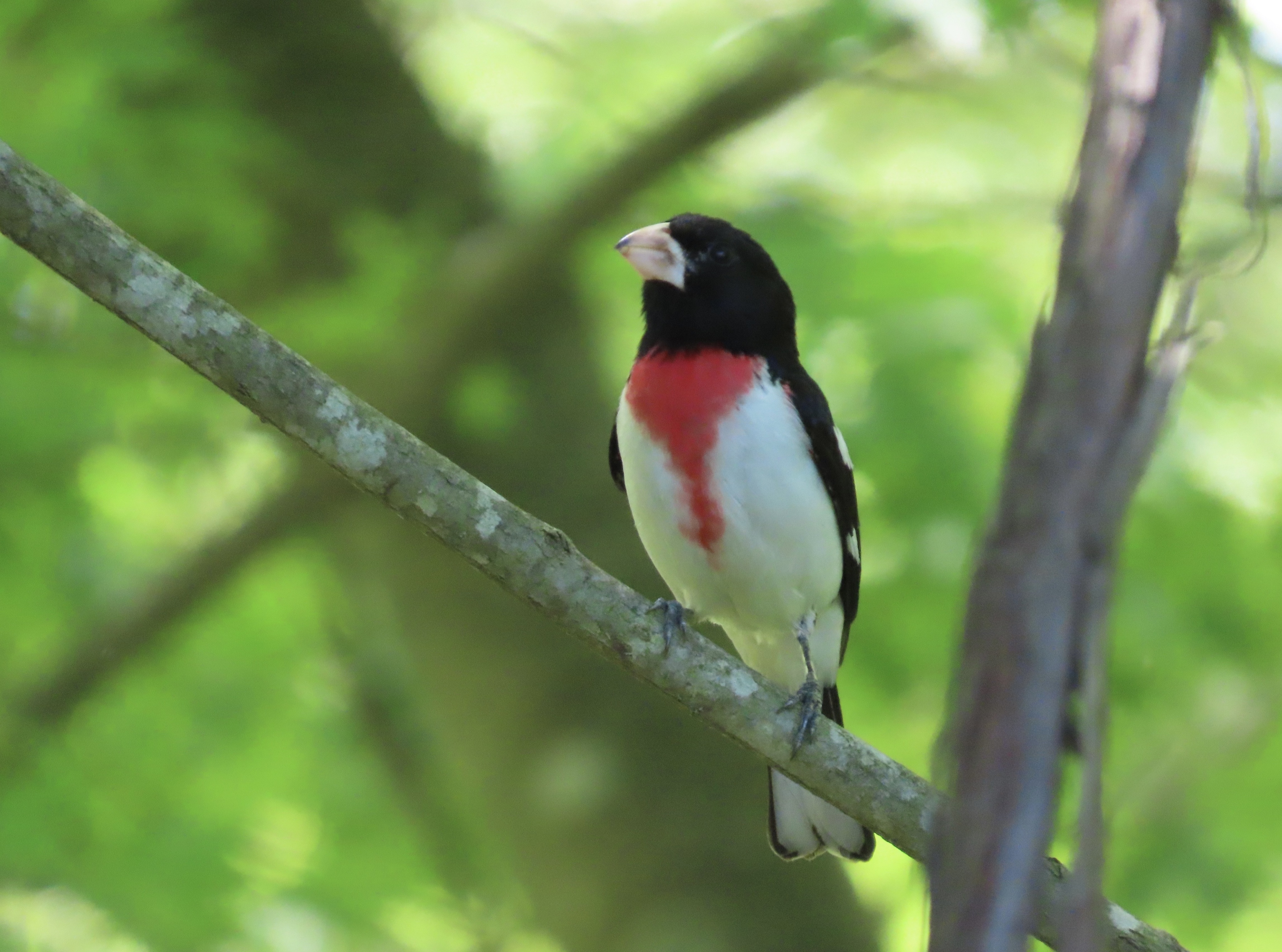 Chavie Sandman - Rose-breasted Grosbeak