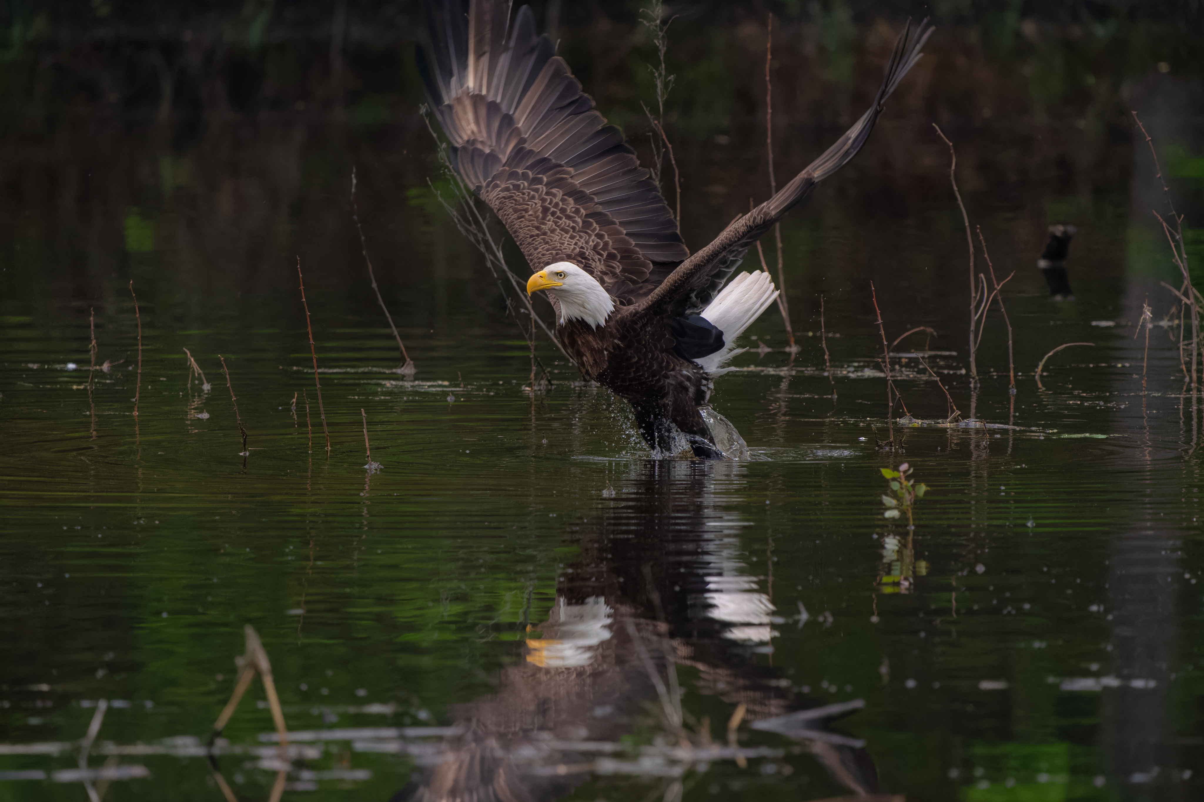 Chitradeep Das - Bald Eagle