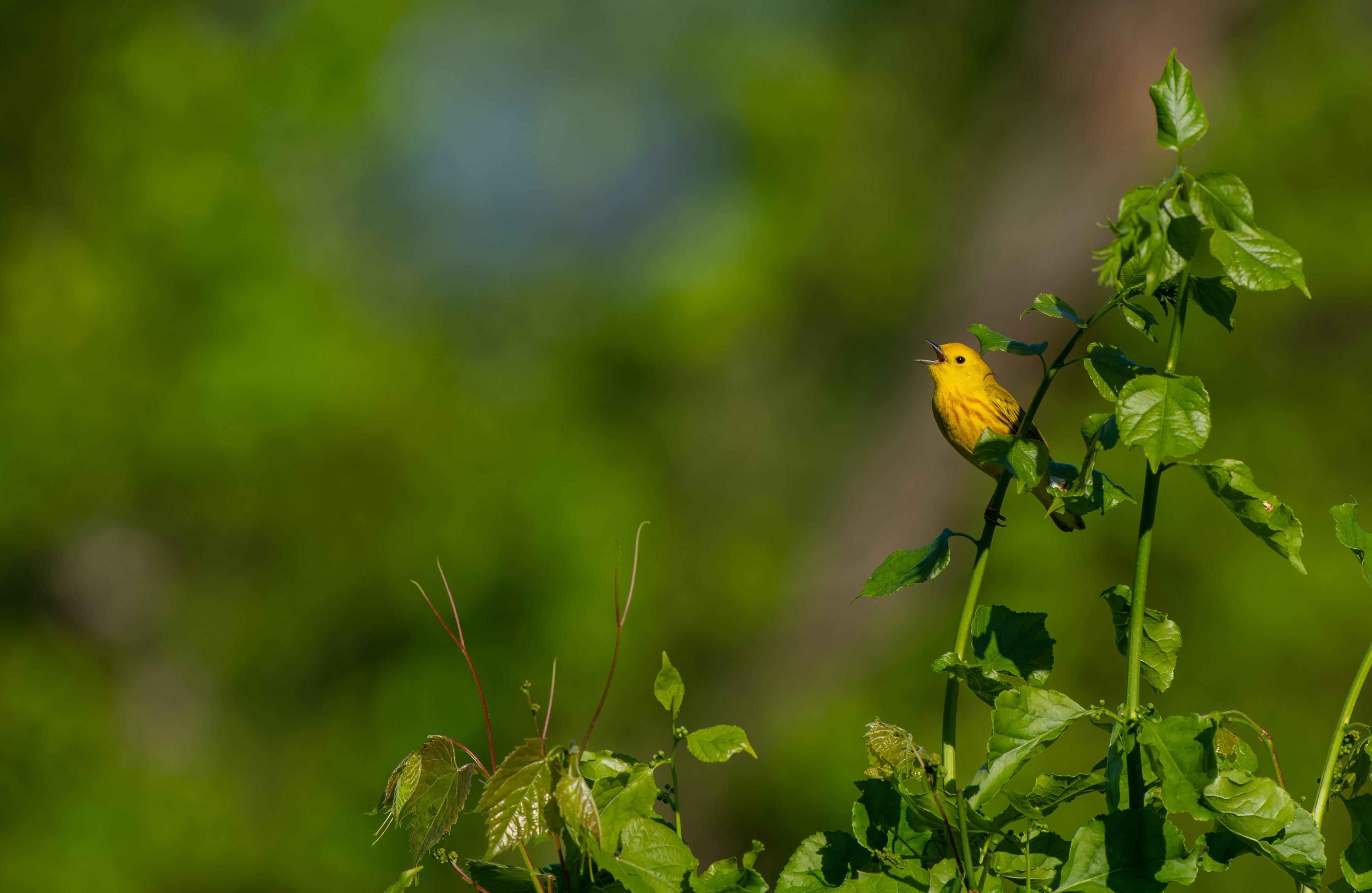 Chitradeep Das - Yellow Warbler
