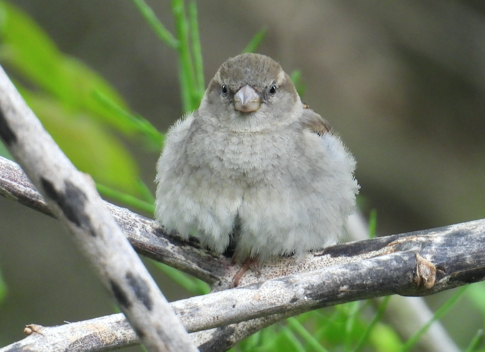 Claire Mitchell - House Sparrow