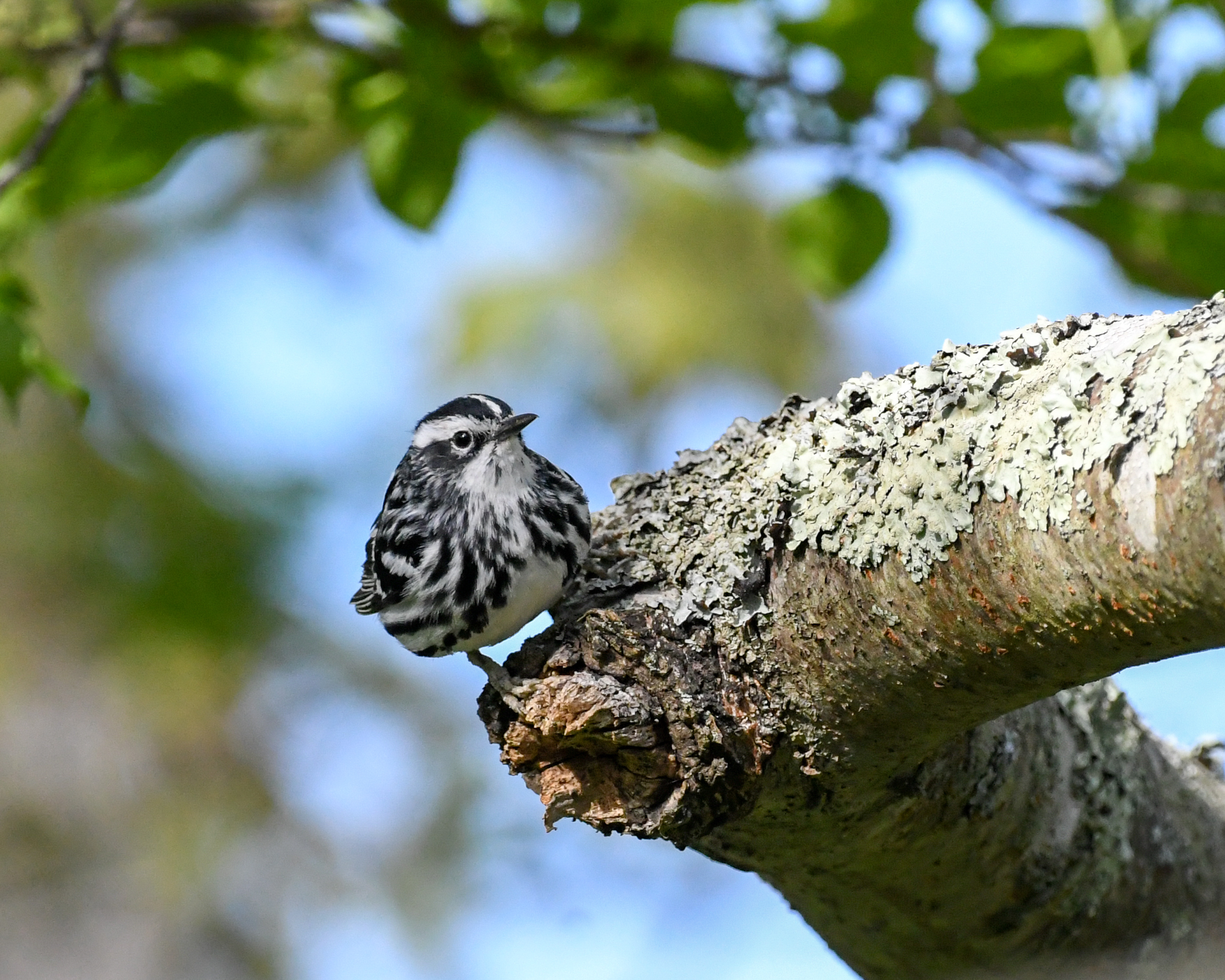 Corey Leamy - Black-and-white Warbler