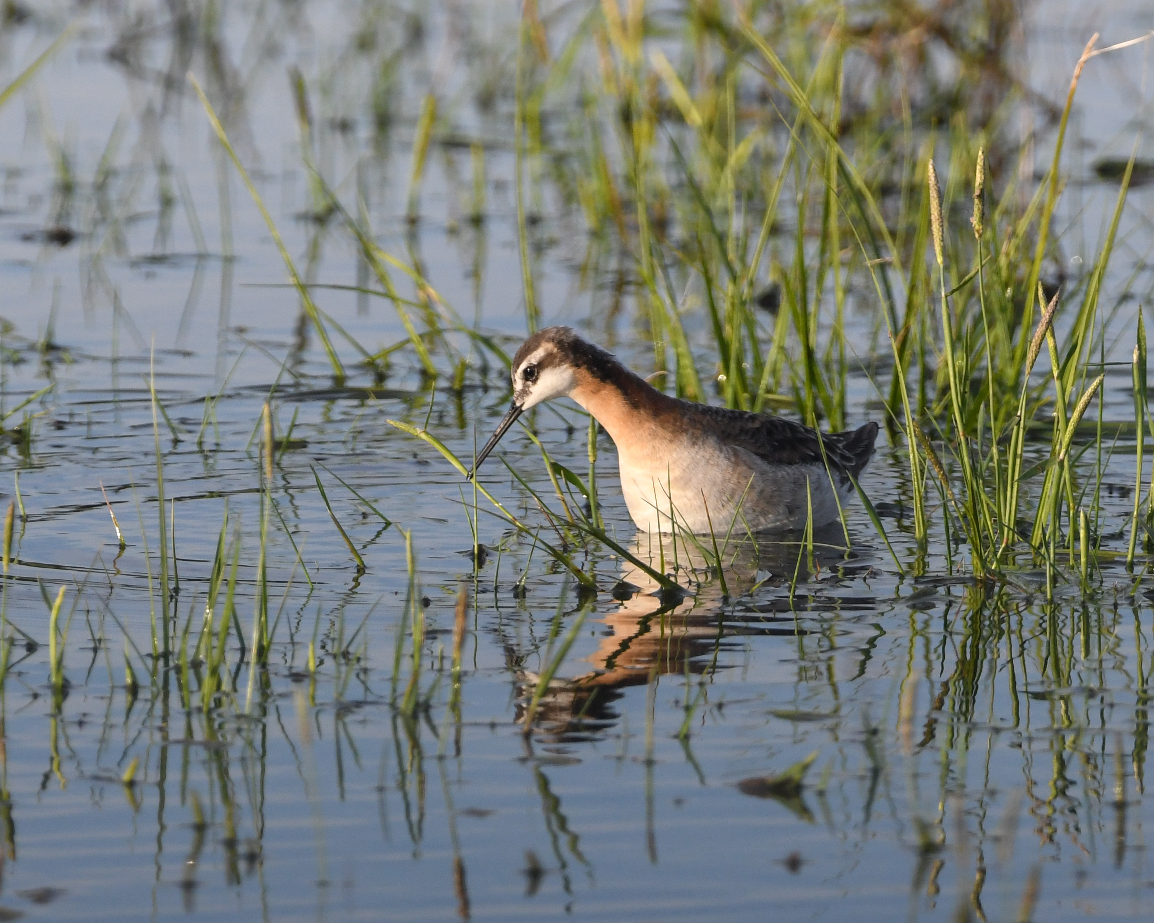 Corey Leamy - Wilson's Phalarope
