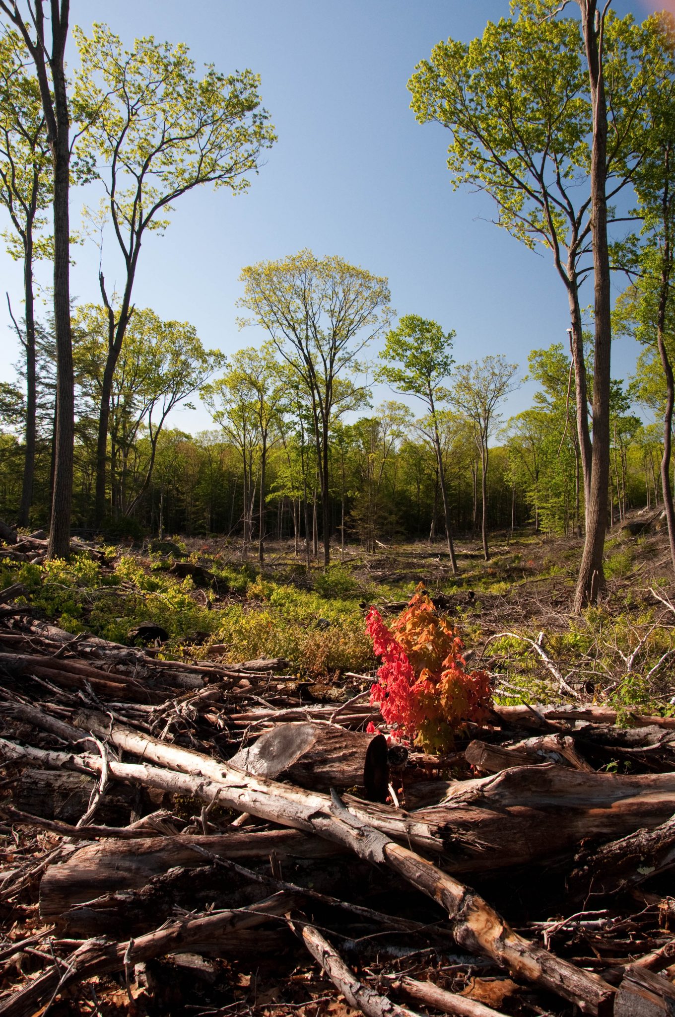 Croft Preserve clearing regeneration habitat forest-0901-by Twan Leenders