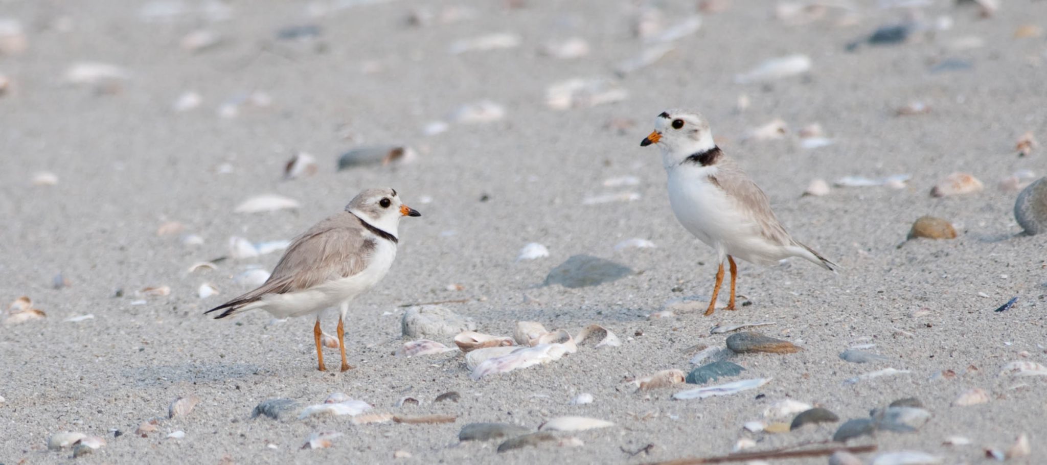 Piping Plovers