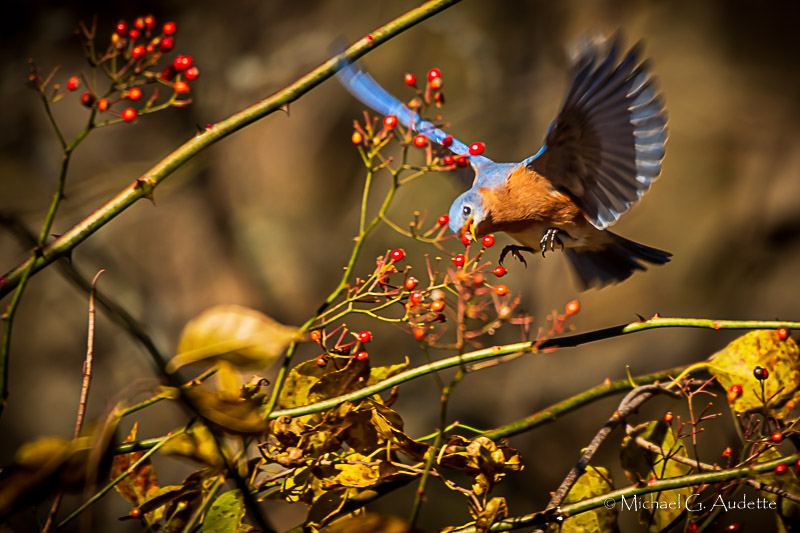 Library/Community Group Talks