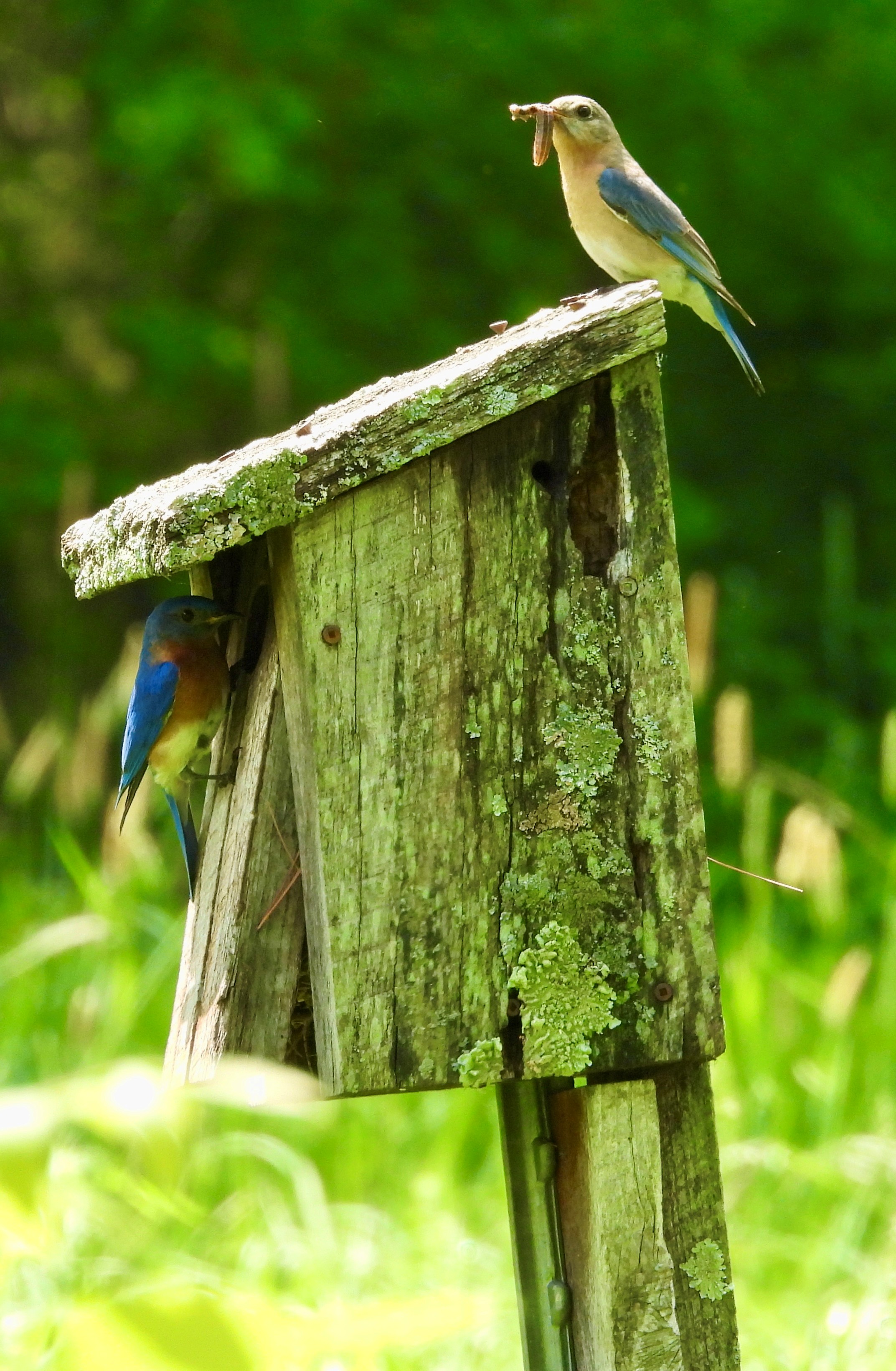 Erin Mahoney - Eastern Bluebirds