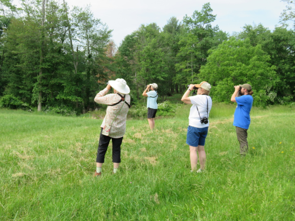 Birdwatching 