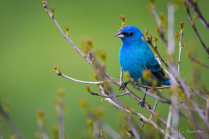 Indigo Bunting by Michael Audette June 12
