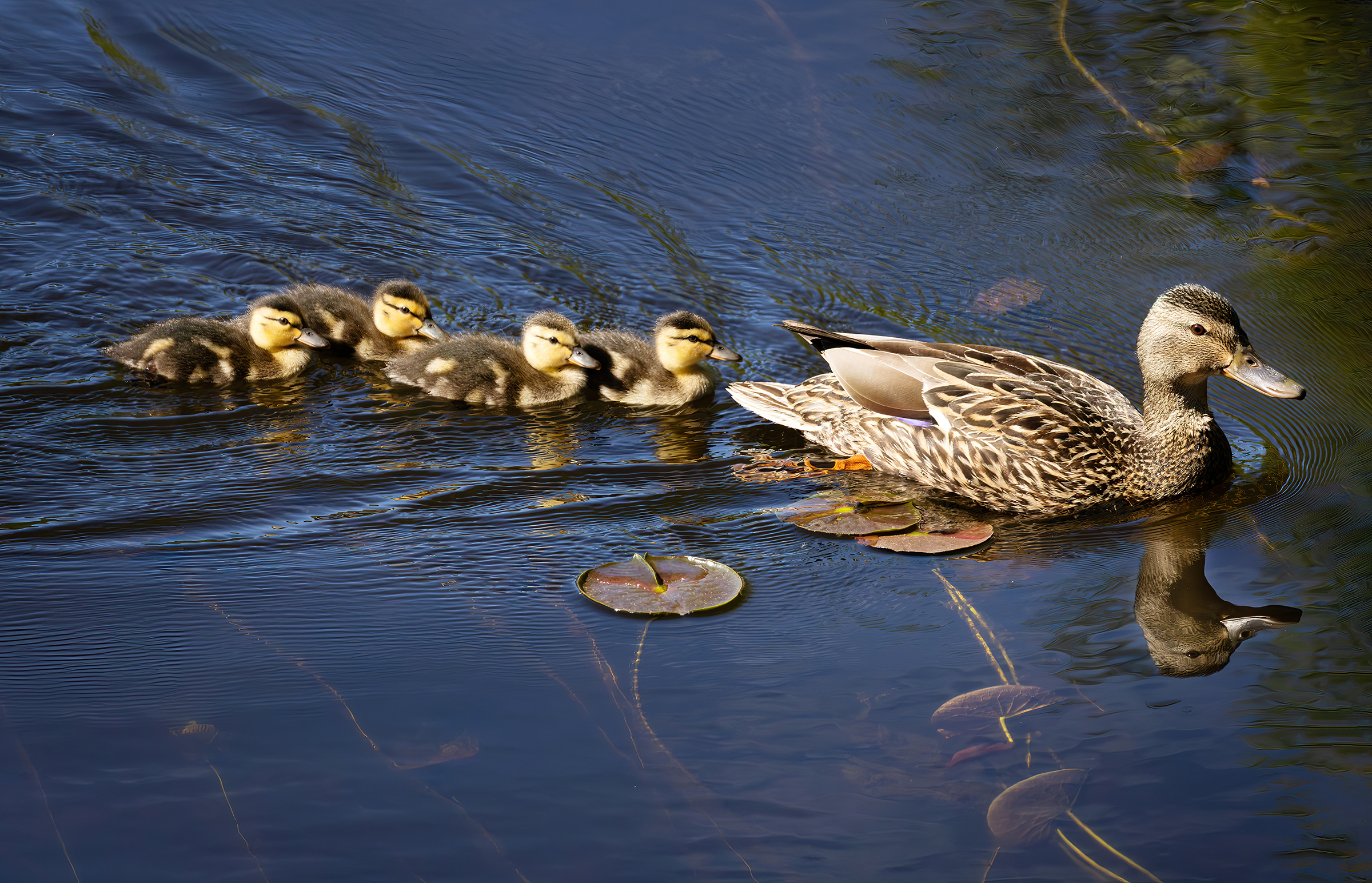 Isabel Chenoweth - Mallards
