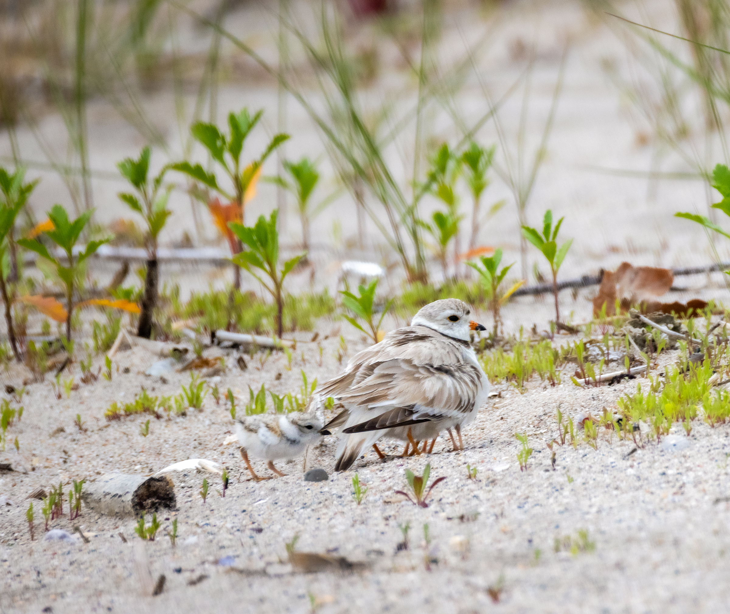 Isabel Chenoweth - Piping Plovers