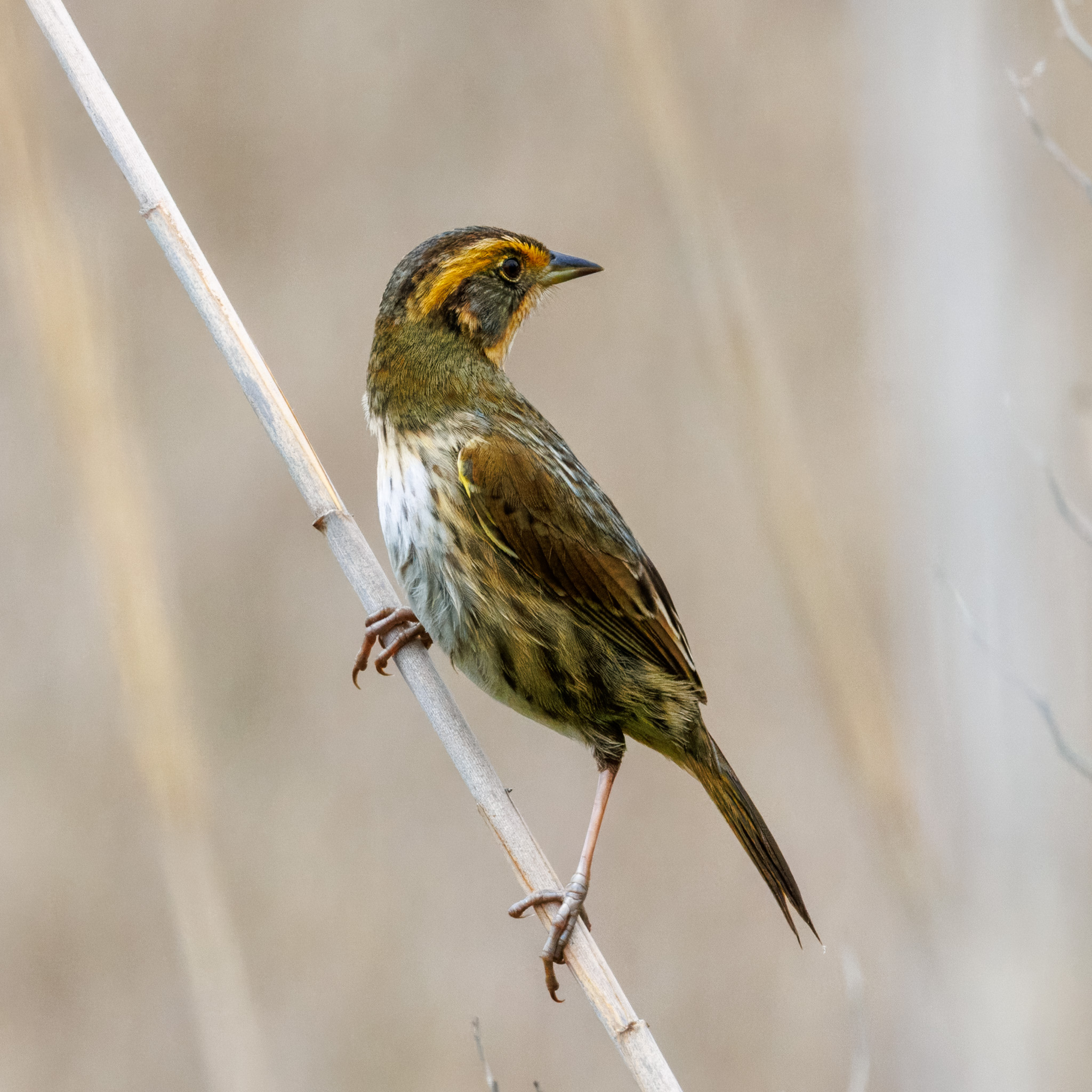 Joe Sugrue - Saltmarsh Sparrow