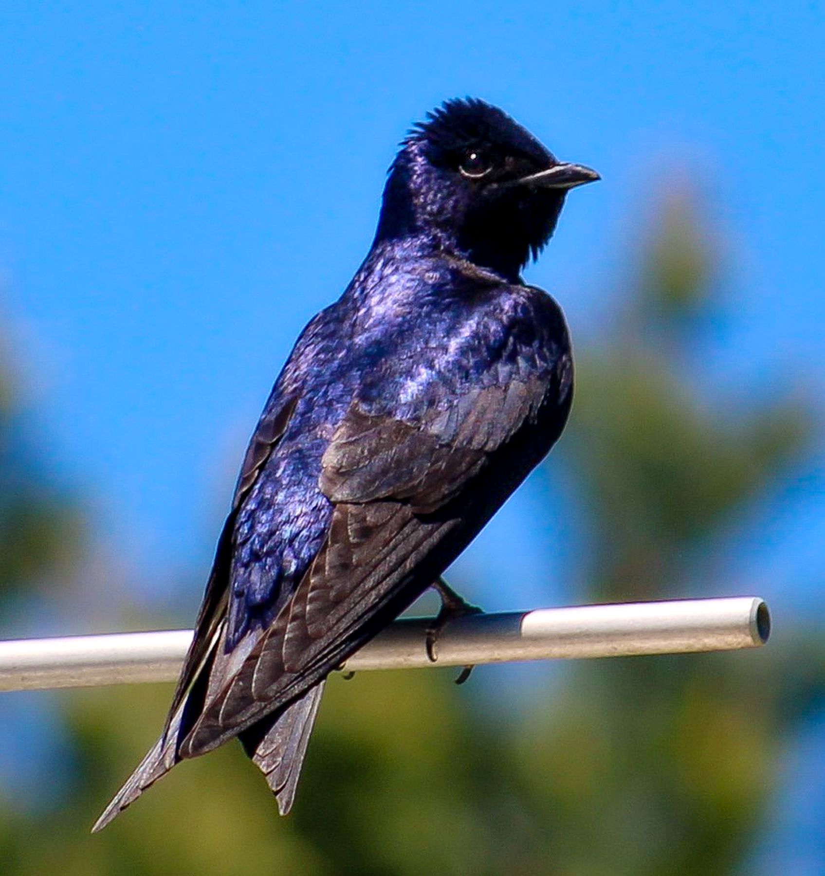John Borowski - Purple Martin