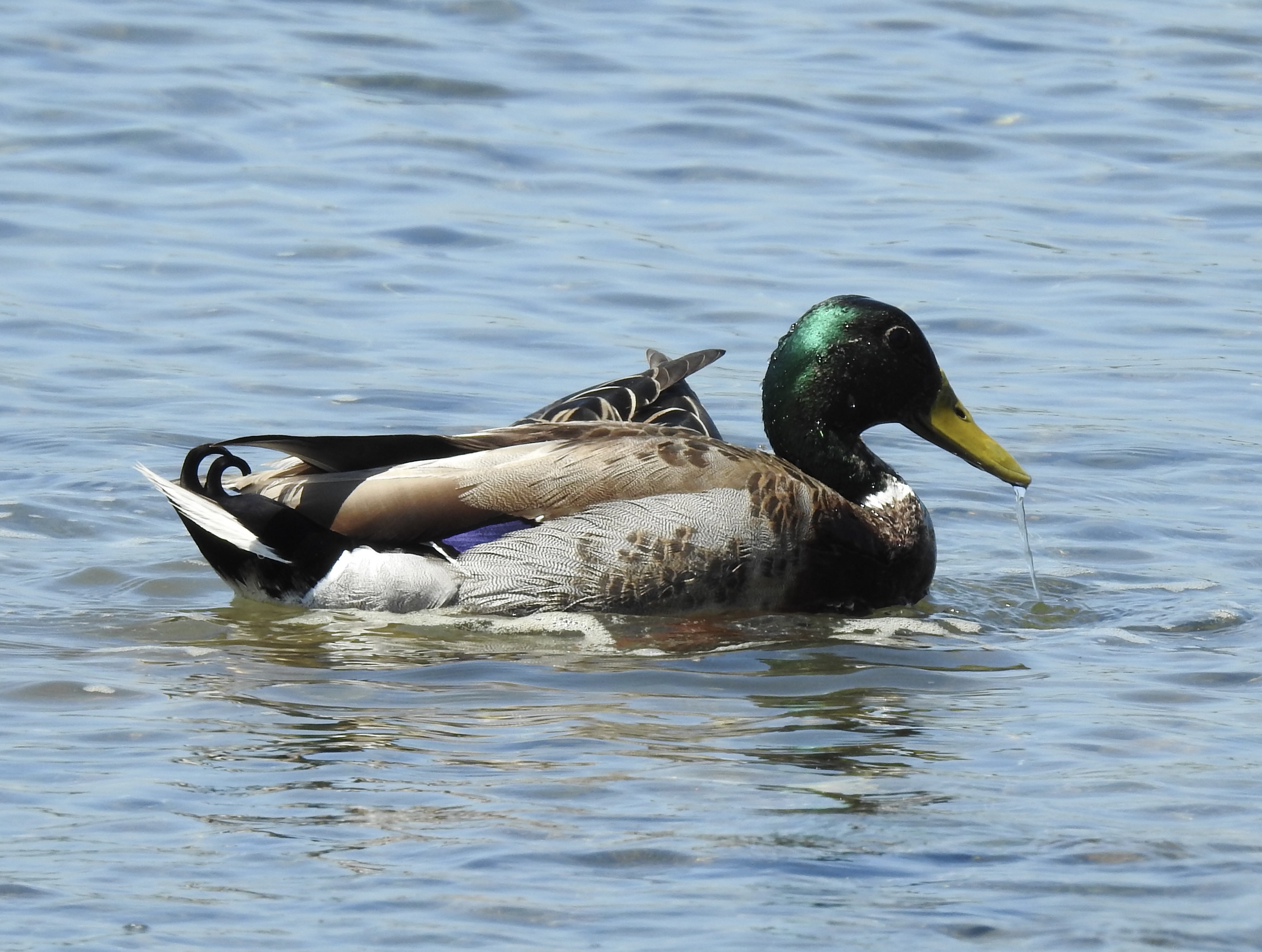 Kalel Attonito - Mallard