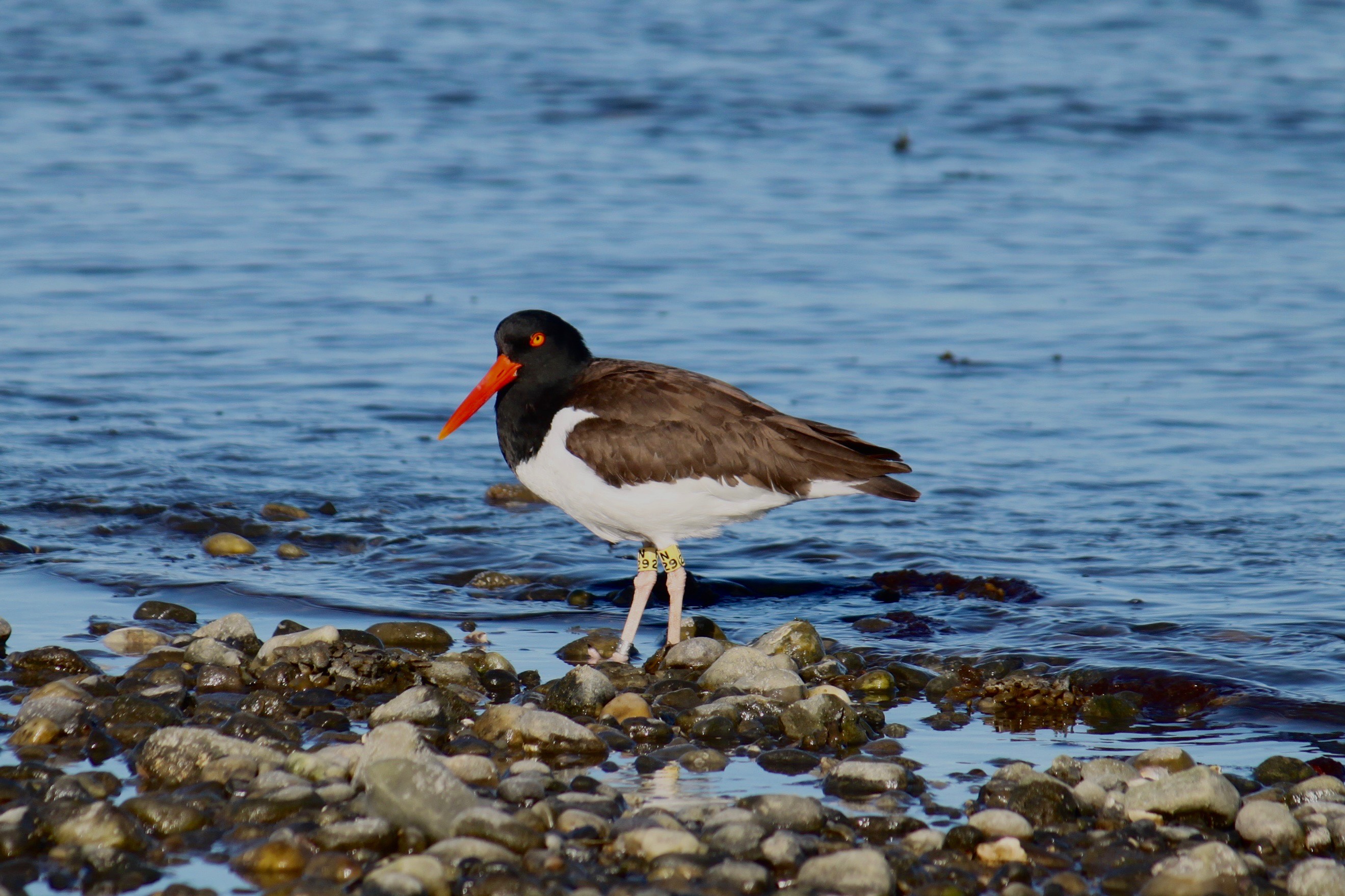 Kali O'Conner - American Oystercatcher