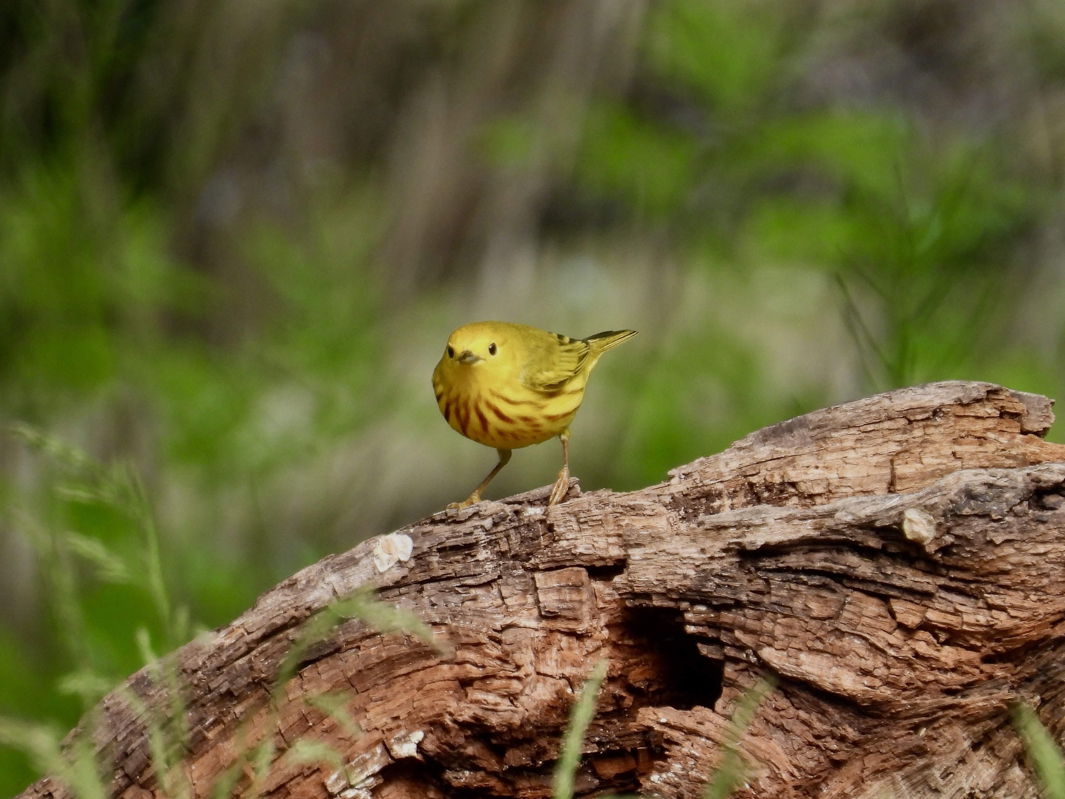 Katy Brewer - Yellow Warbler
